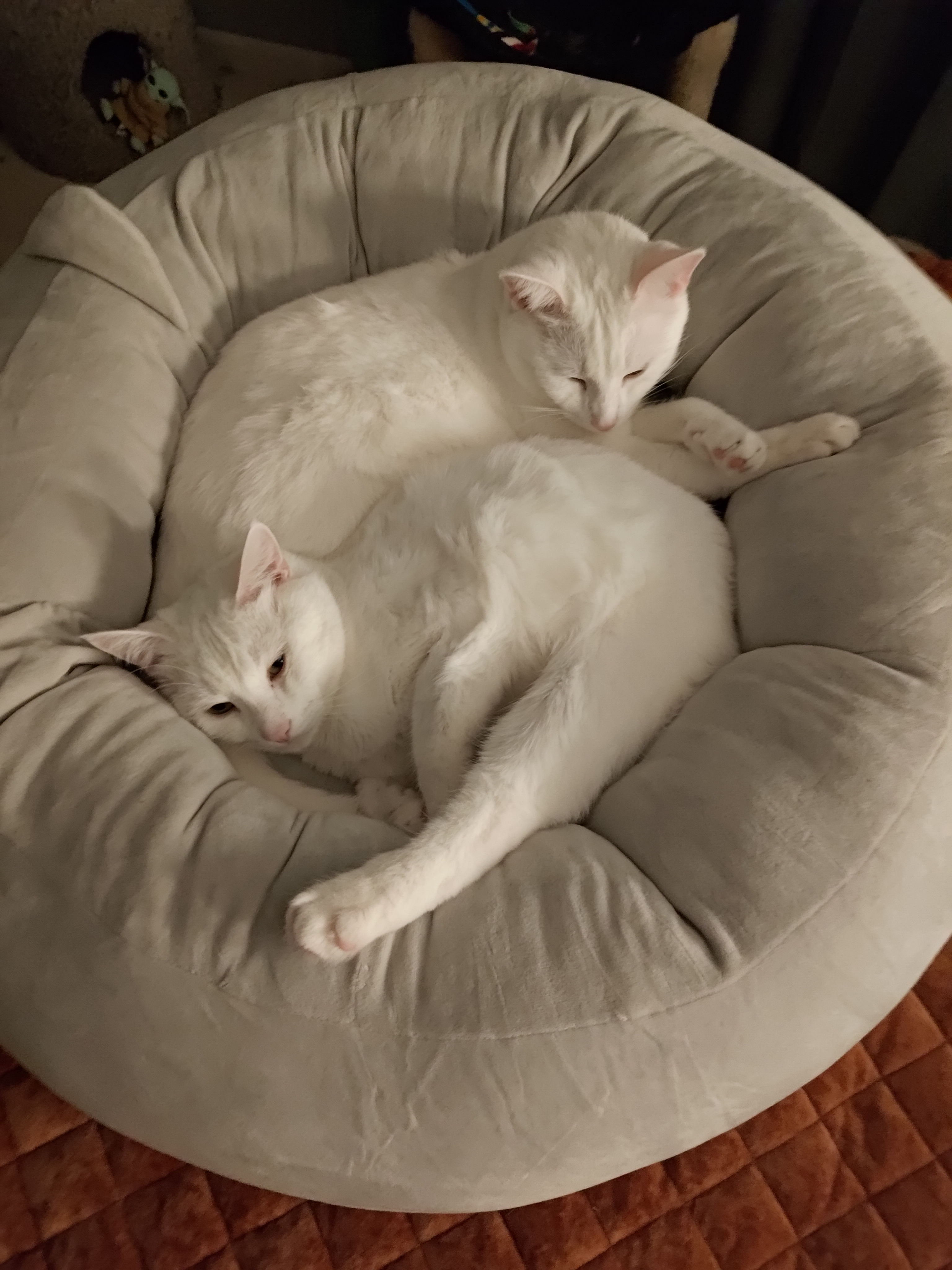 user avatar image for SportClassic 