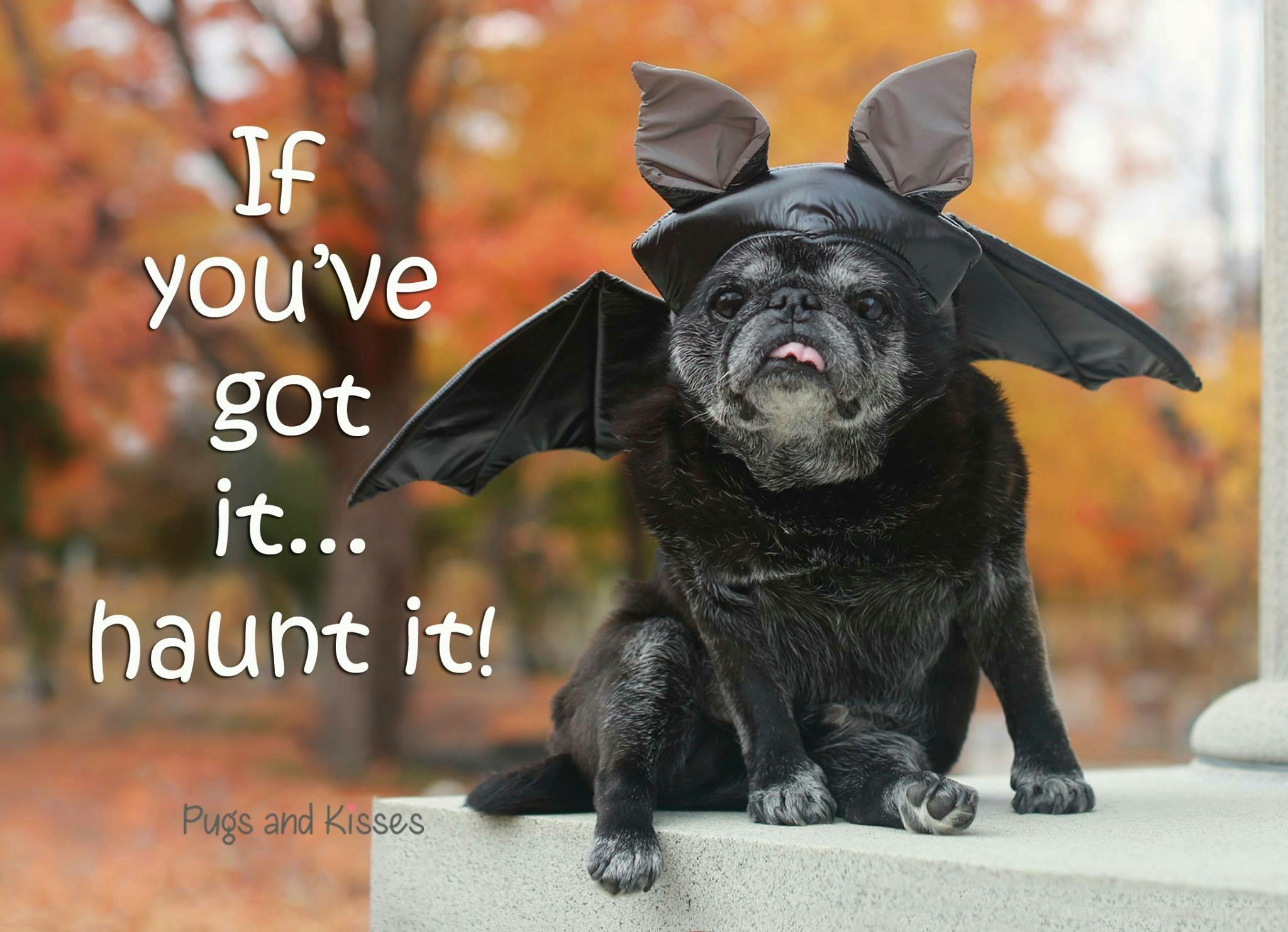 user avatar image for Anonymous Seagull #2011026