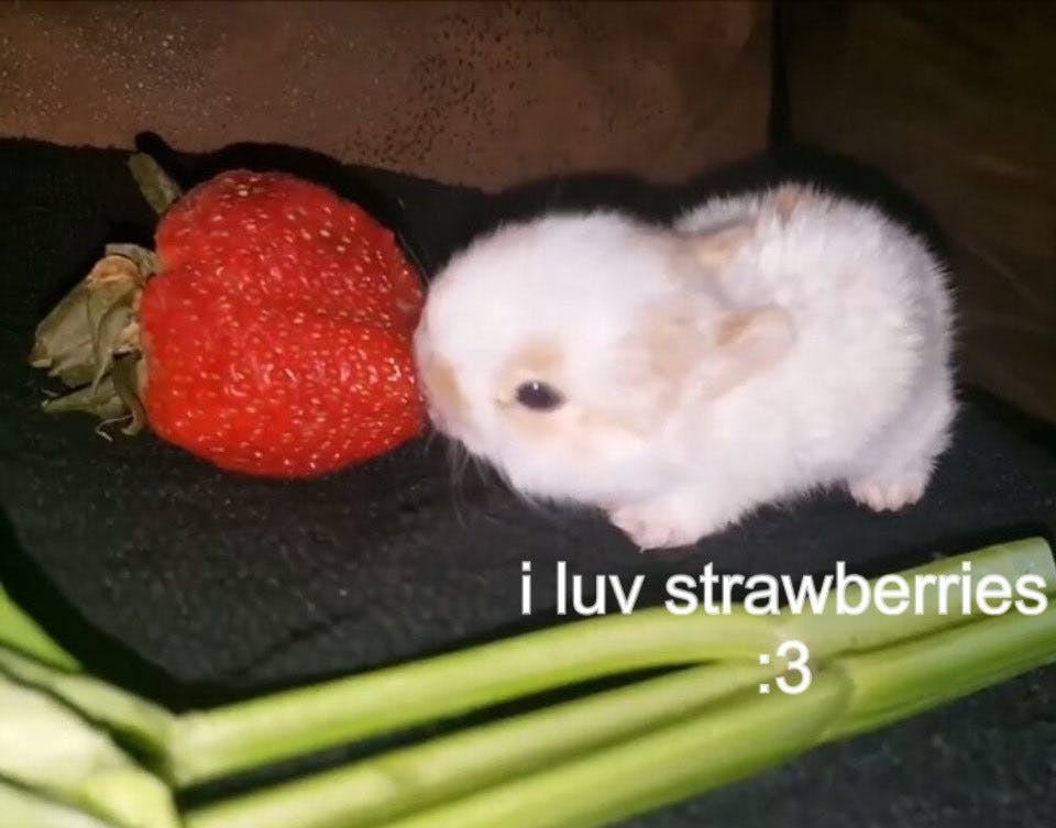 user avatar image for Rue