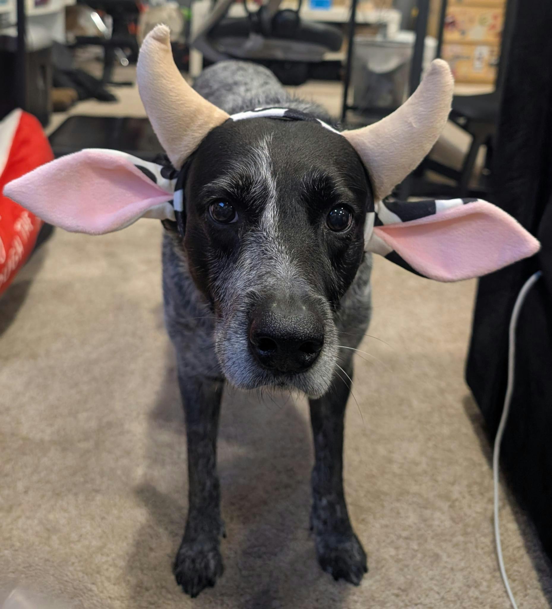 user avatar image for Jawz