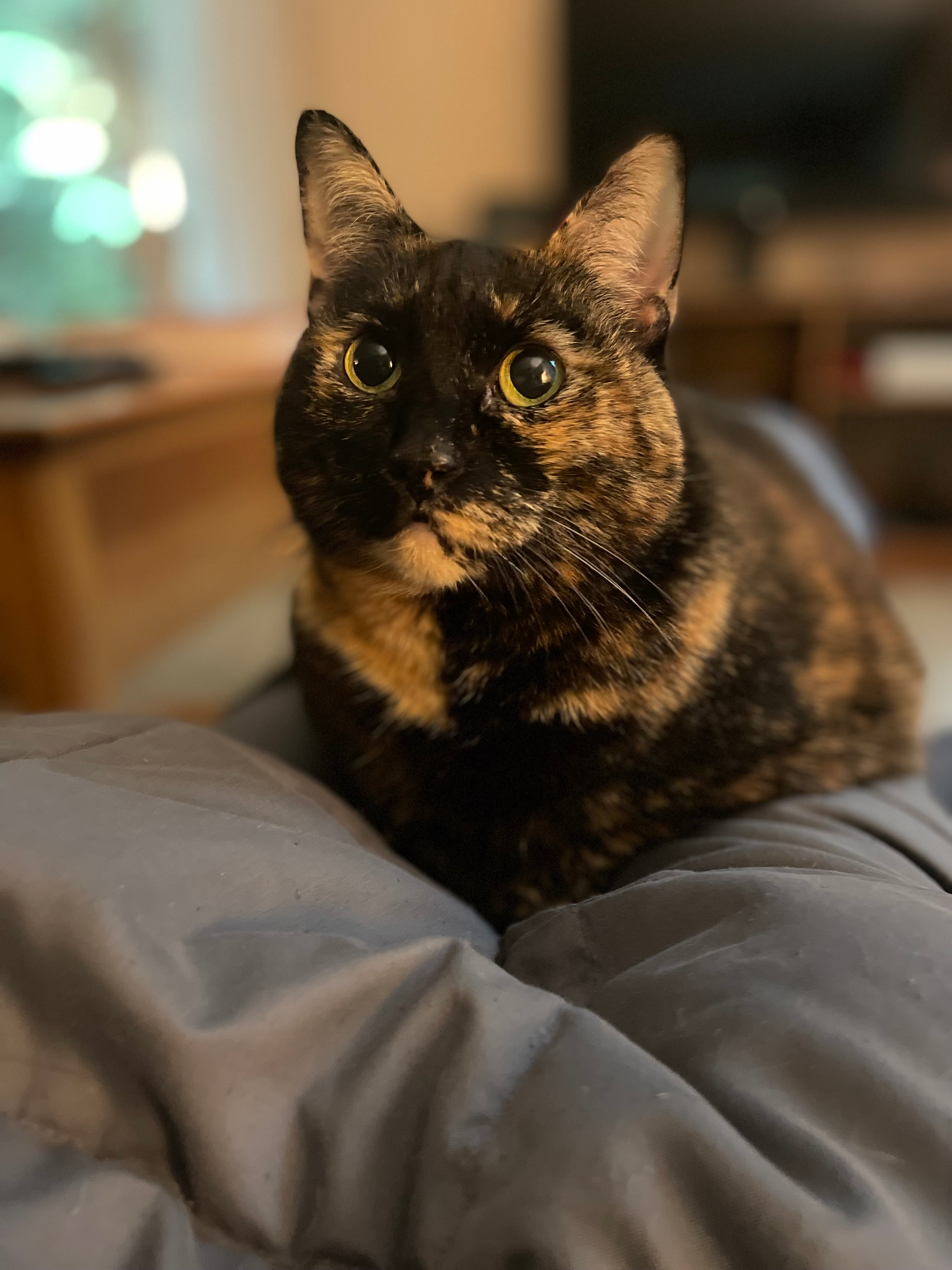 user avatar image for Cara