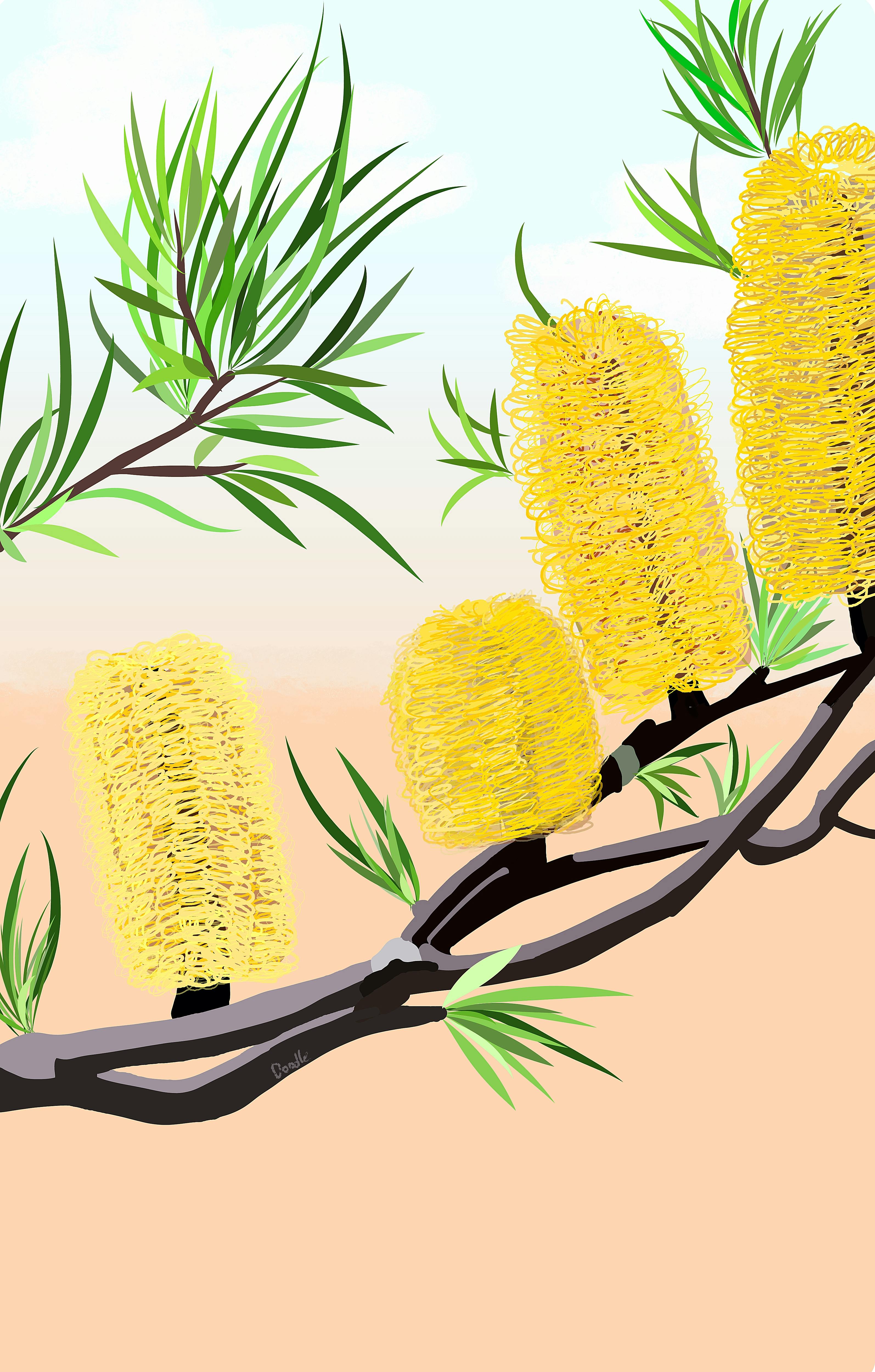 POSTCARD Cockatiel's Banksia