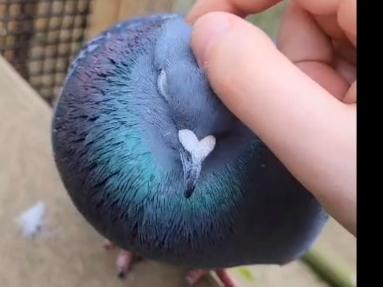 Feral Pigeon