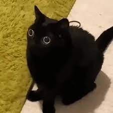 user avatar image for TechnoKitty