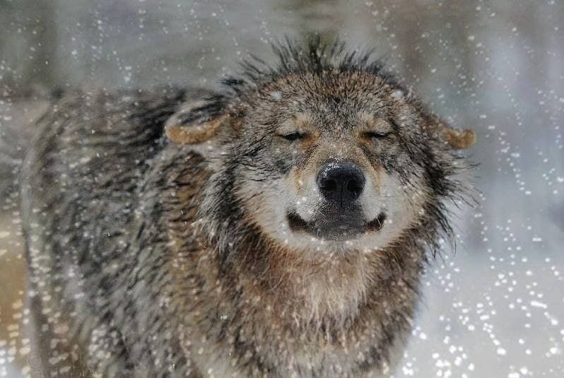 user avatar image for coyotebites