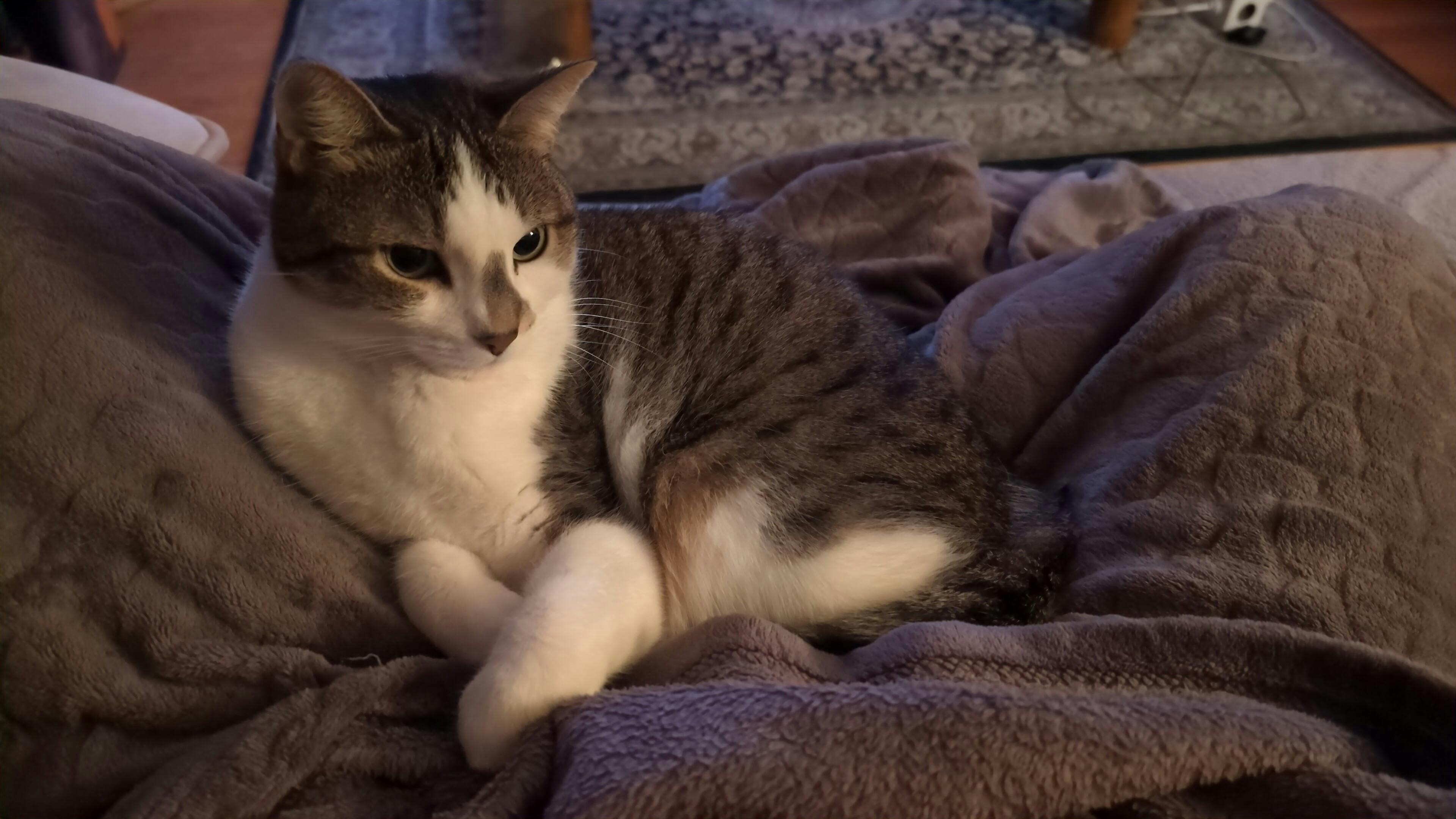 user avatar image for Farawayfan2