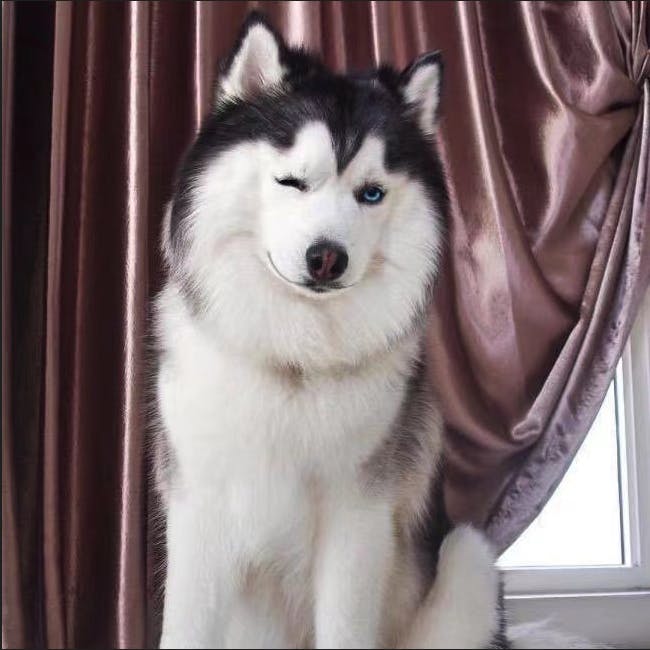 user avatar image for Qinyue Xiao