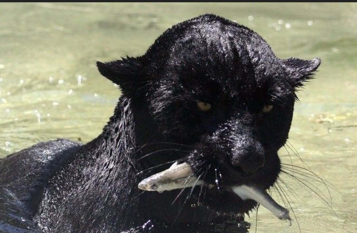 user avatar image for The RIZZLIEST bear