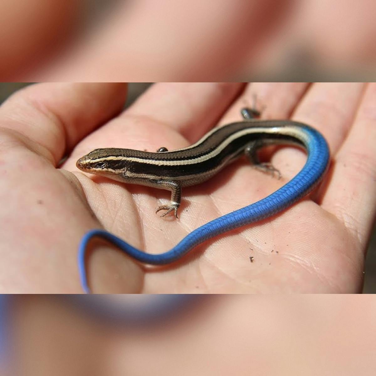 Western Skink
