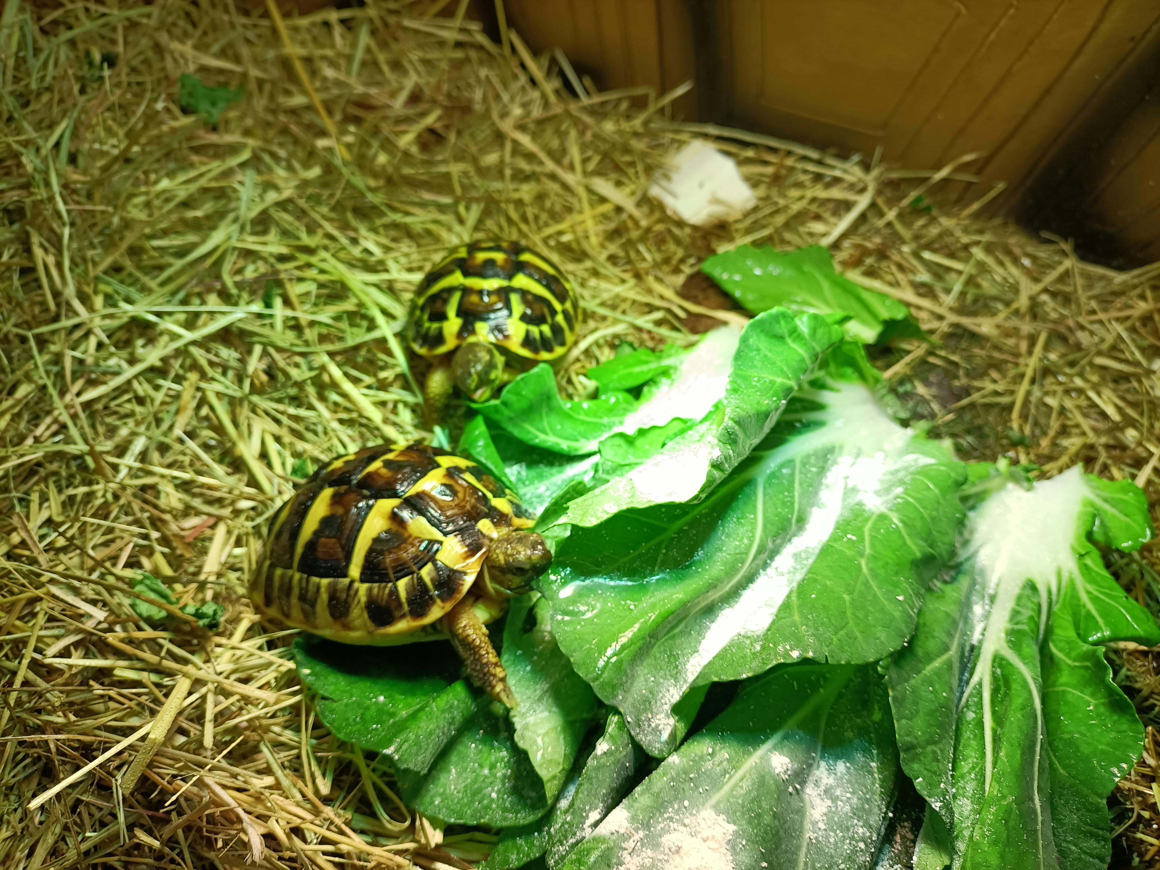 user avatar image for Tiffany Verhulst