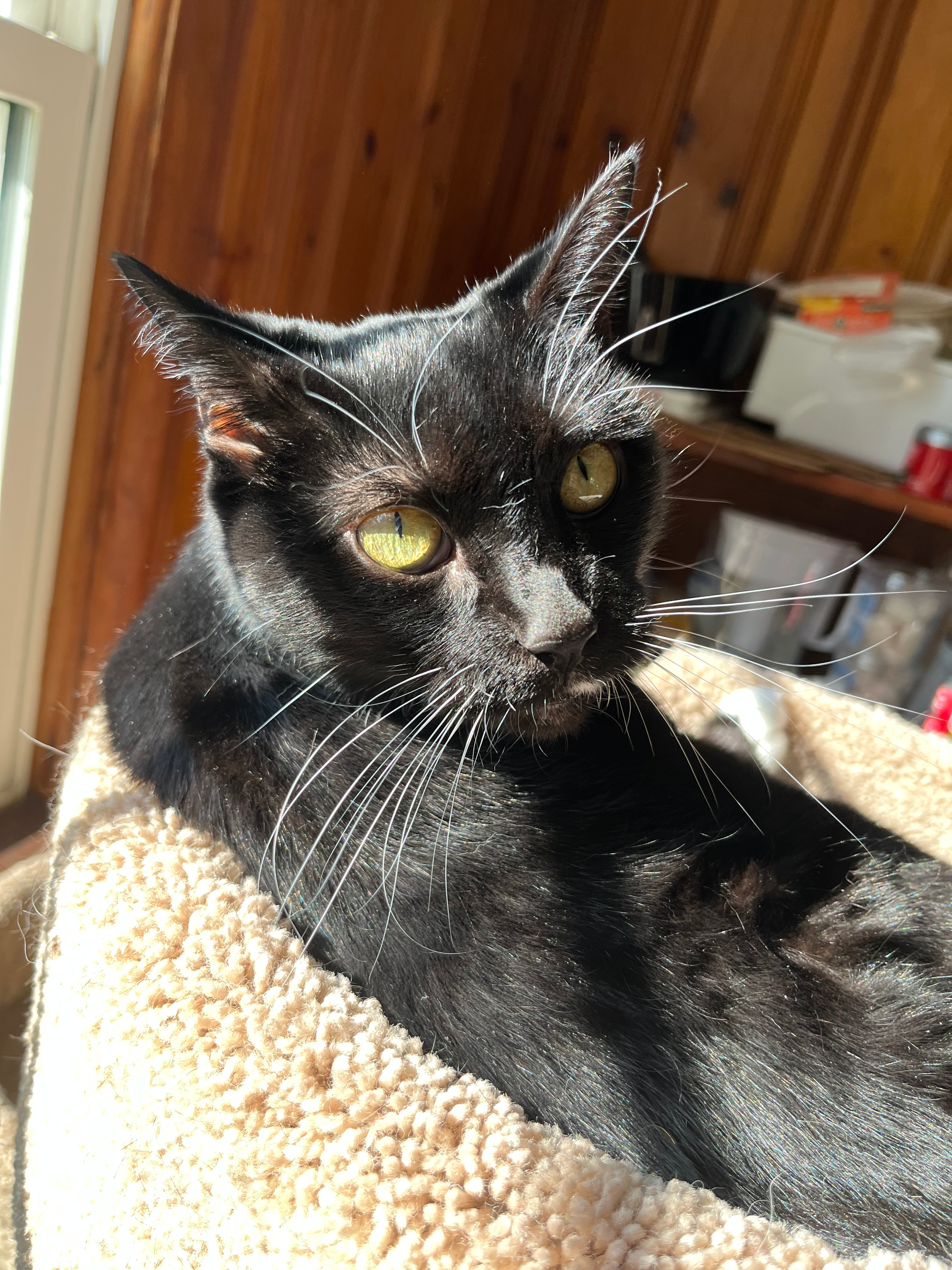 user avatar image for CoffeeCasualty