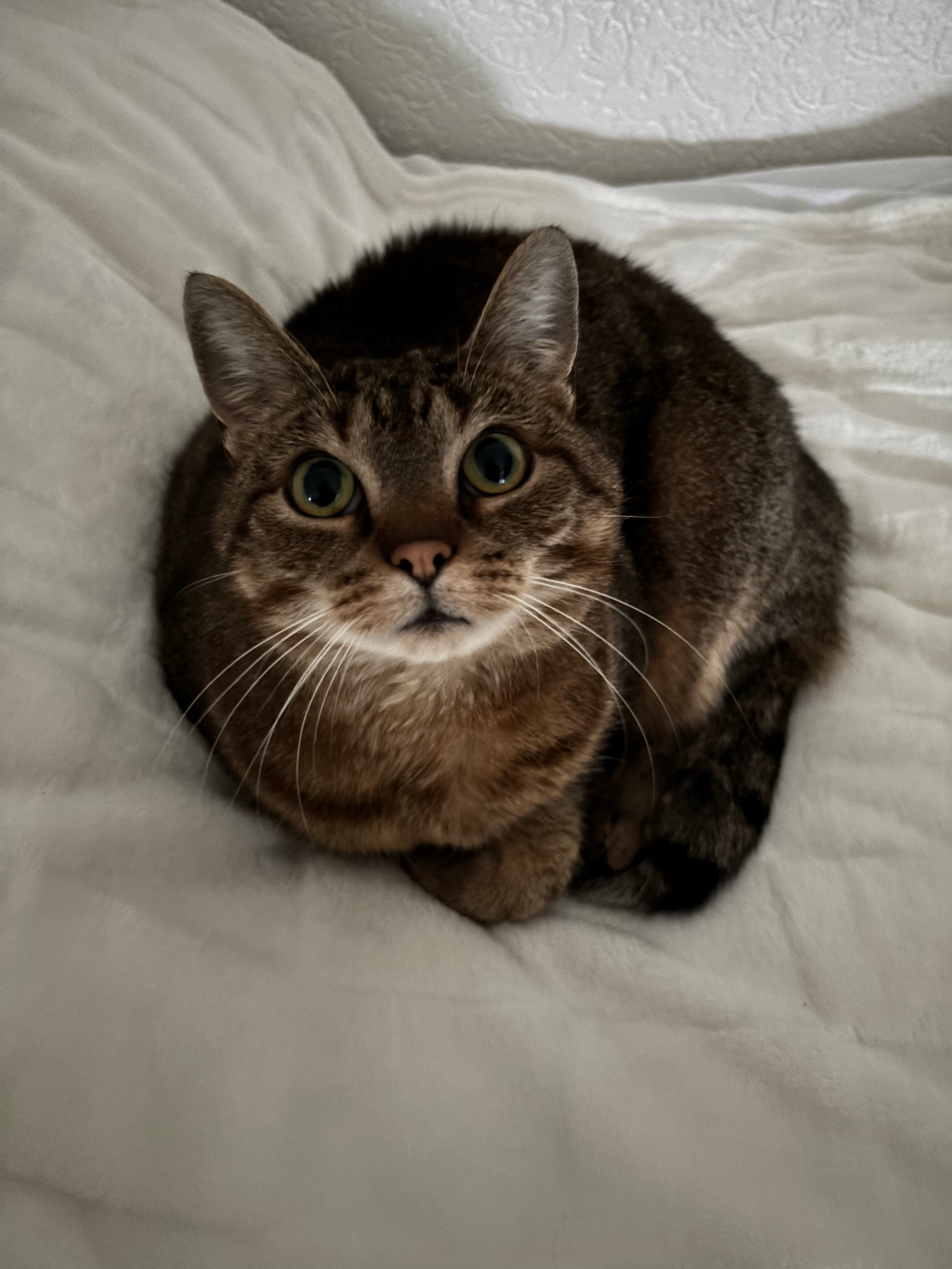 user avatar image for Davut