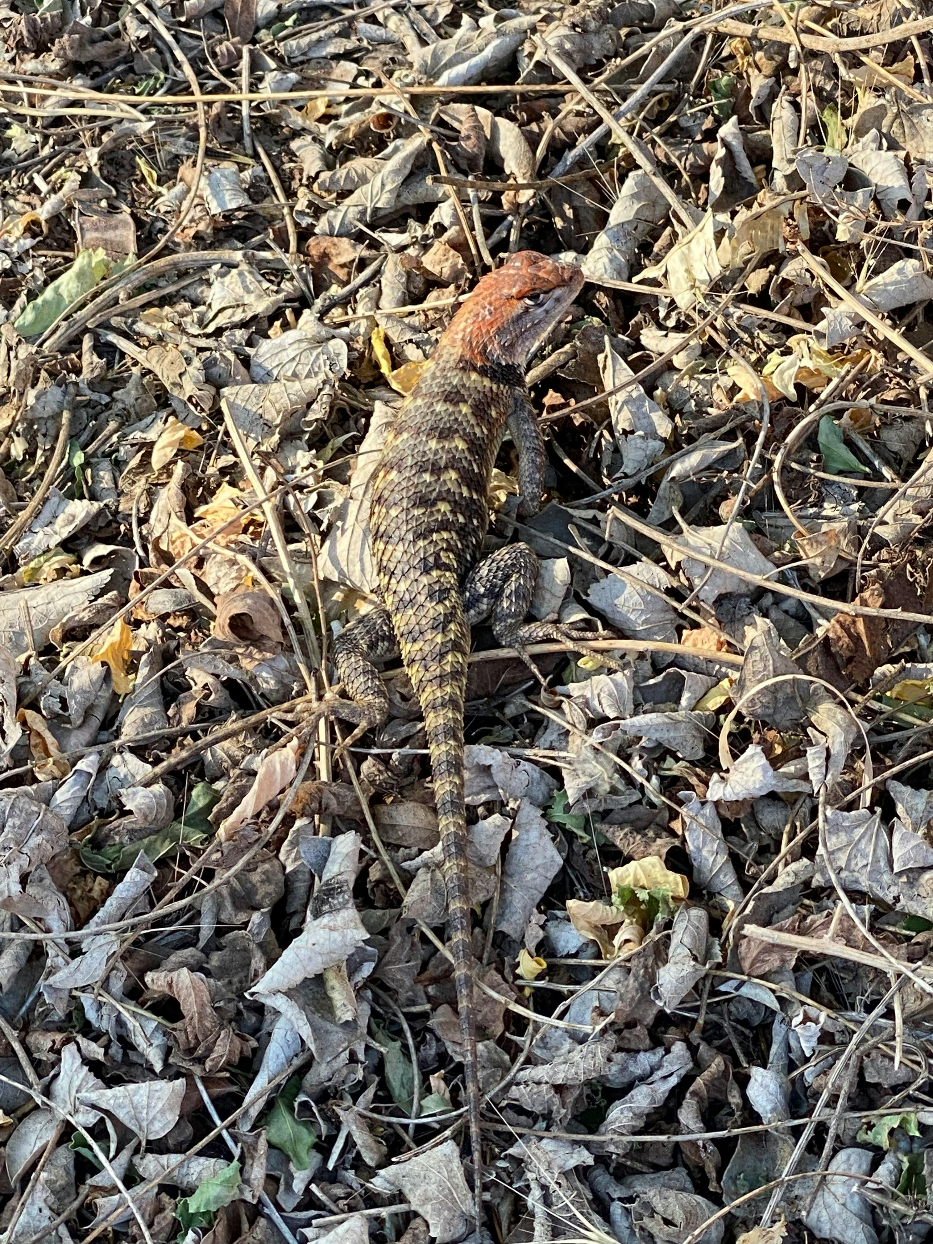 user avatar image for Steve 