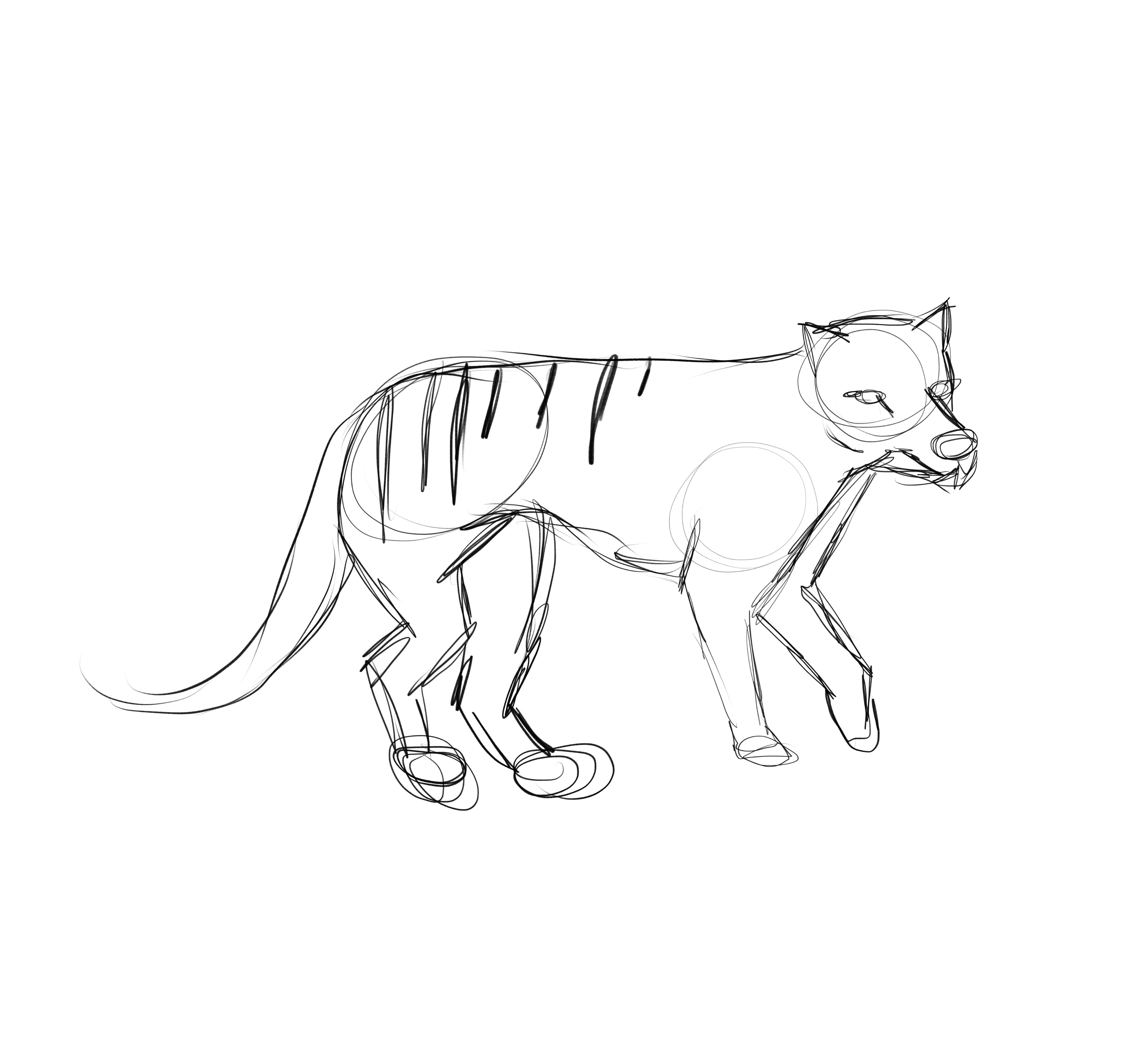 Tasmanian Tiger