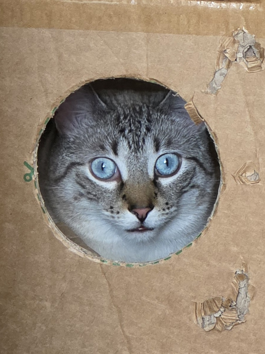 user avatar image for Vesper