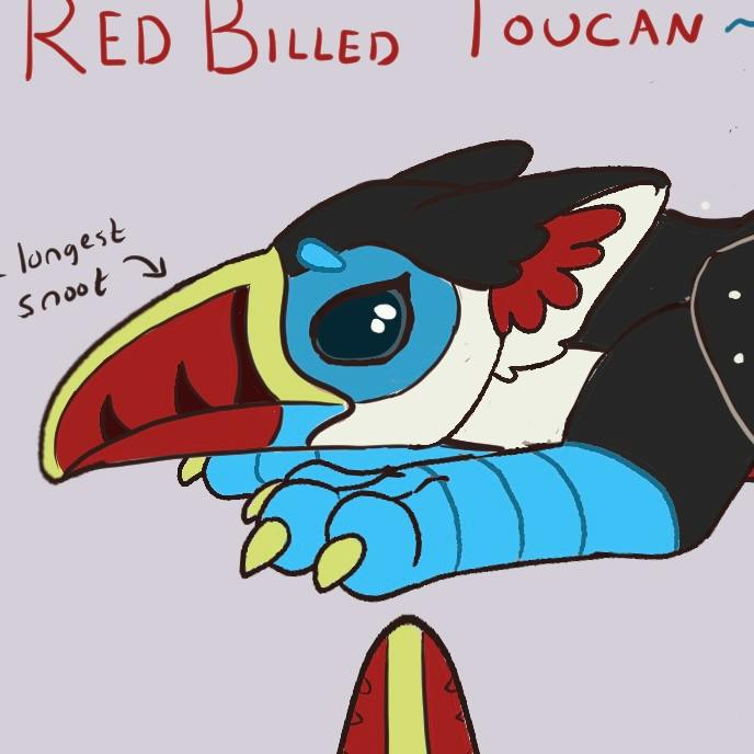 Red Billed Toucan Ursa Major