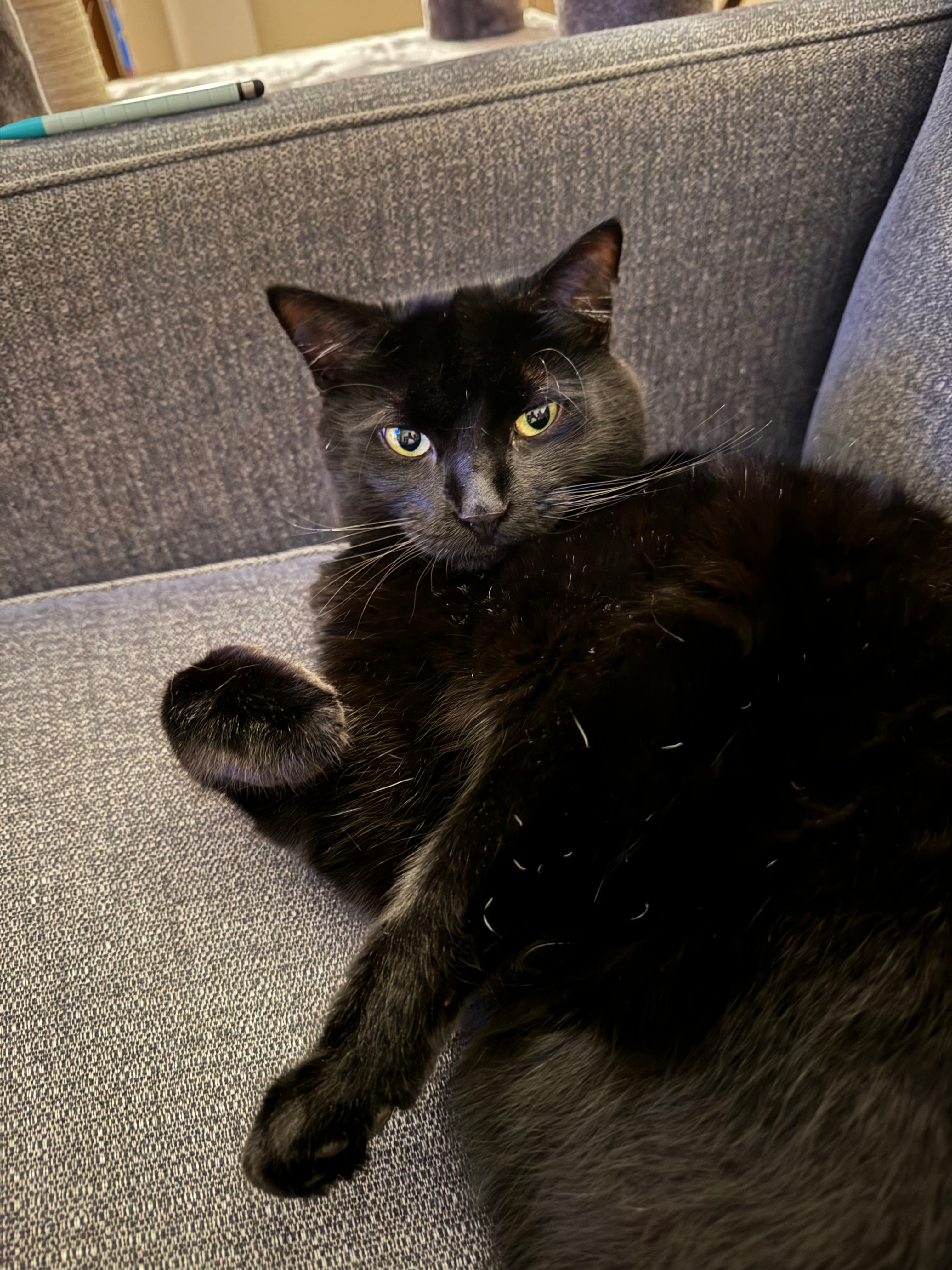 user avatar image for LazyLizzard