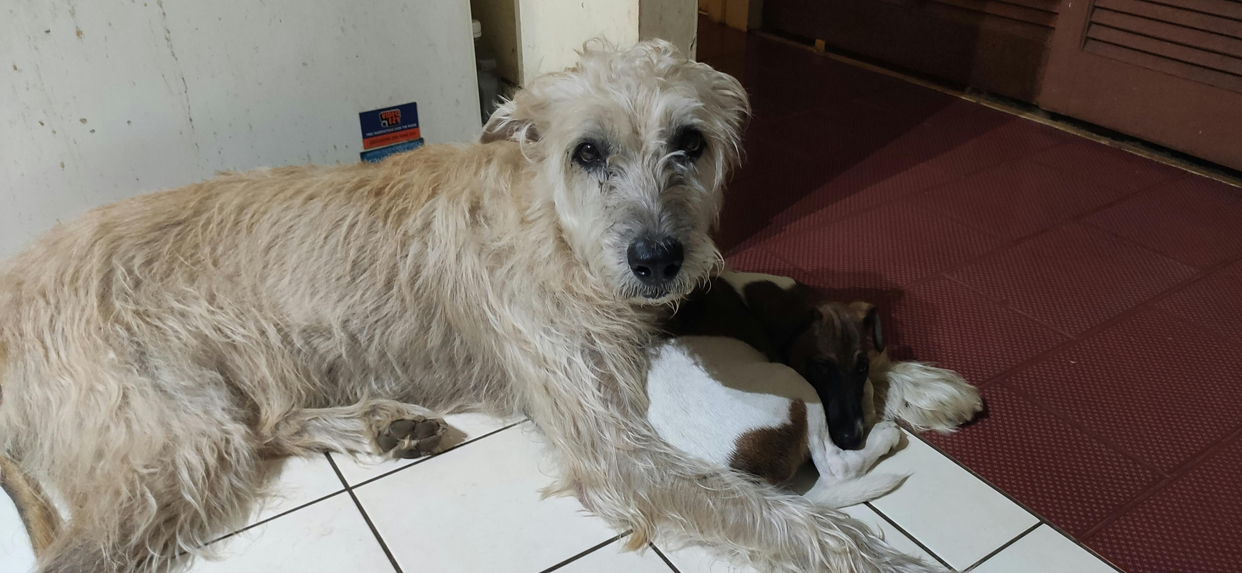 user avatar image for Celticwolf19