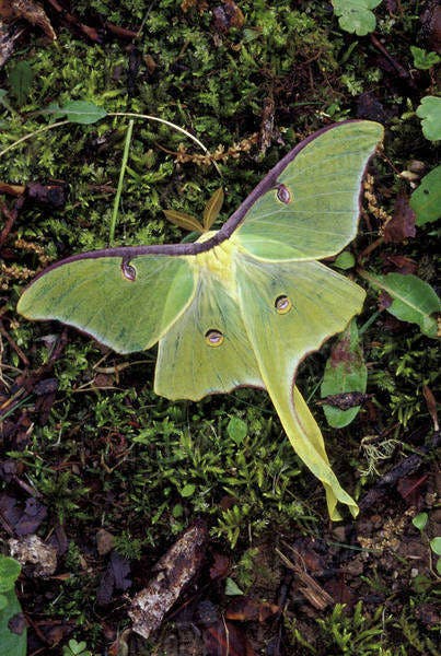 user avatar image for Isabella Marceau