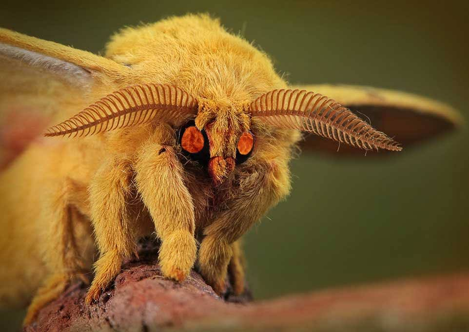 user avatar image for The Moth Vampire