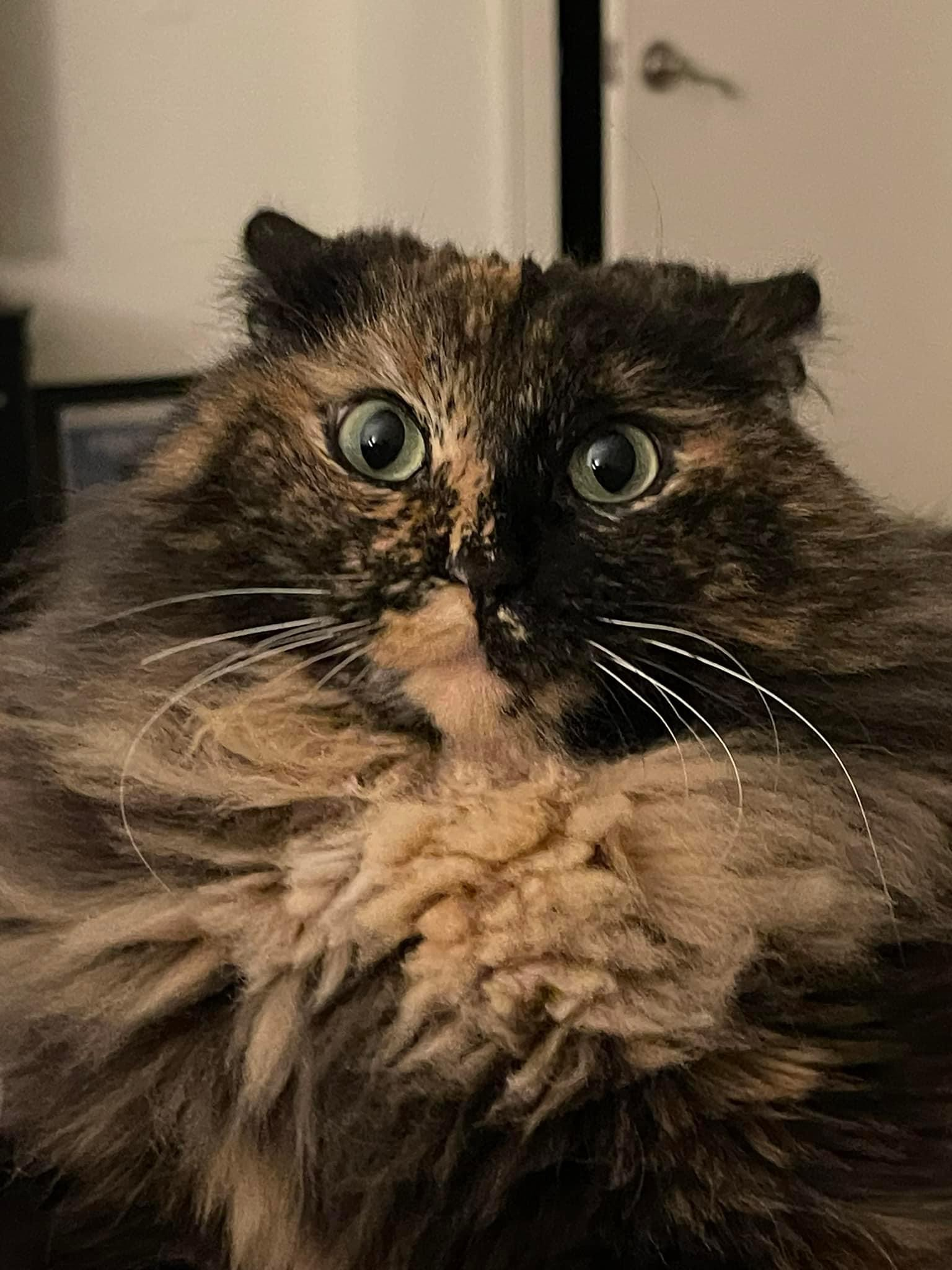 user avatar image for Shelly 