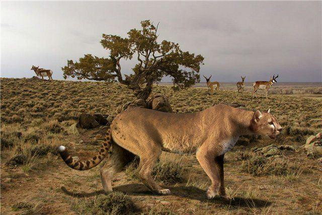 American Cheetah