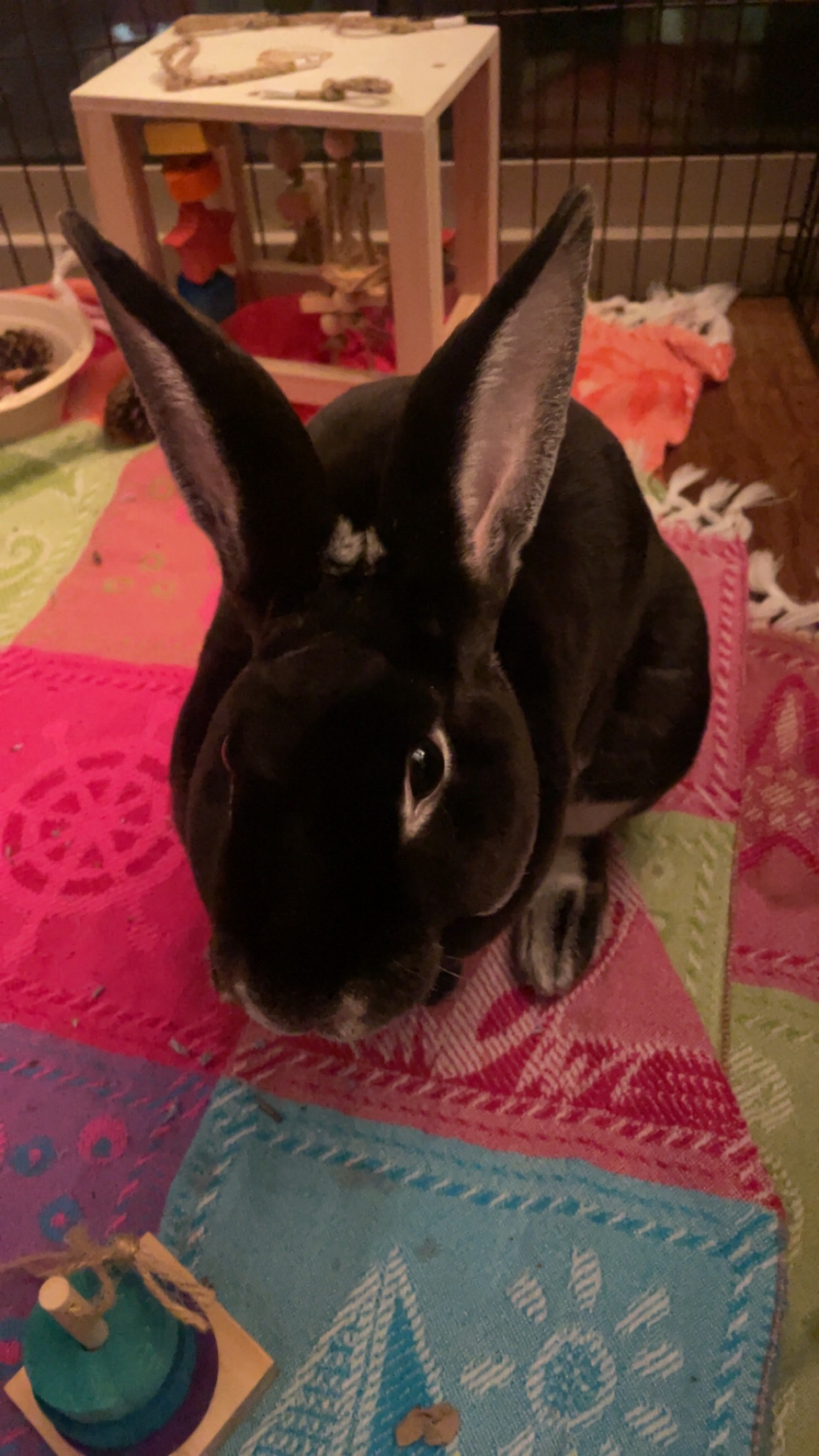 user avatar image for Spades