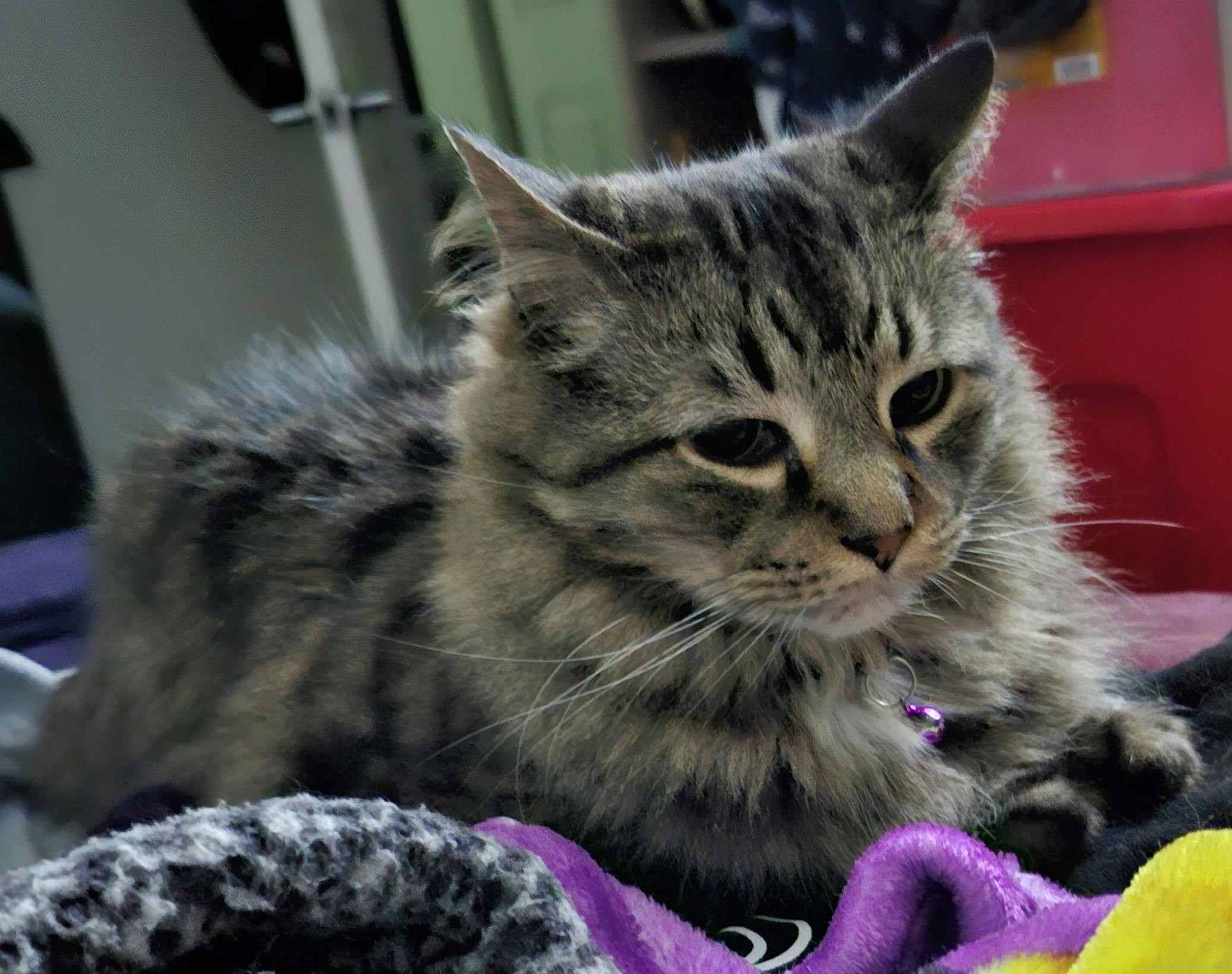 user avatar image for Desshie