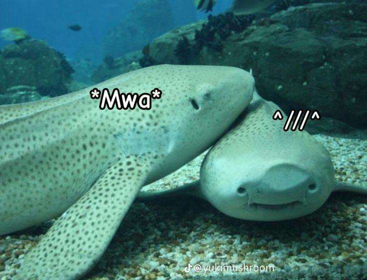 Zebra Shark