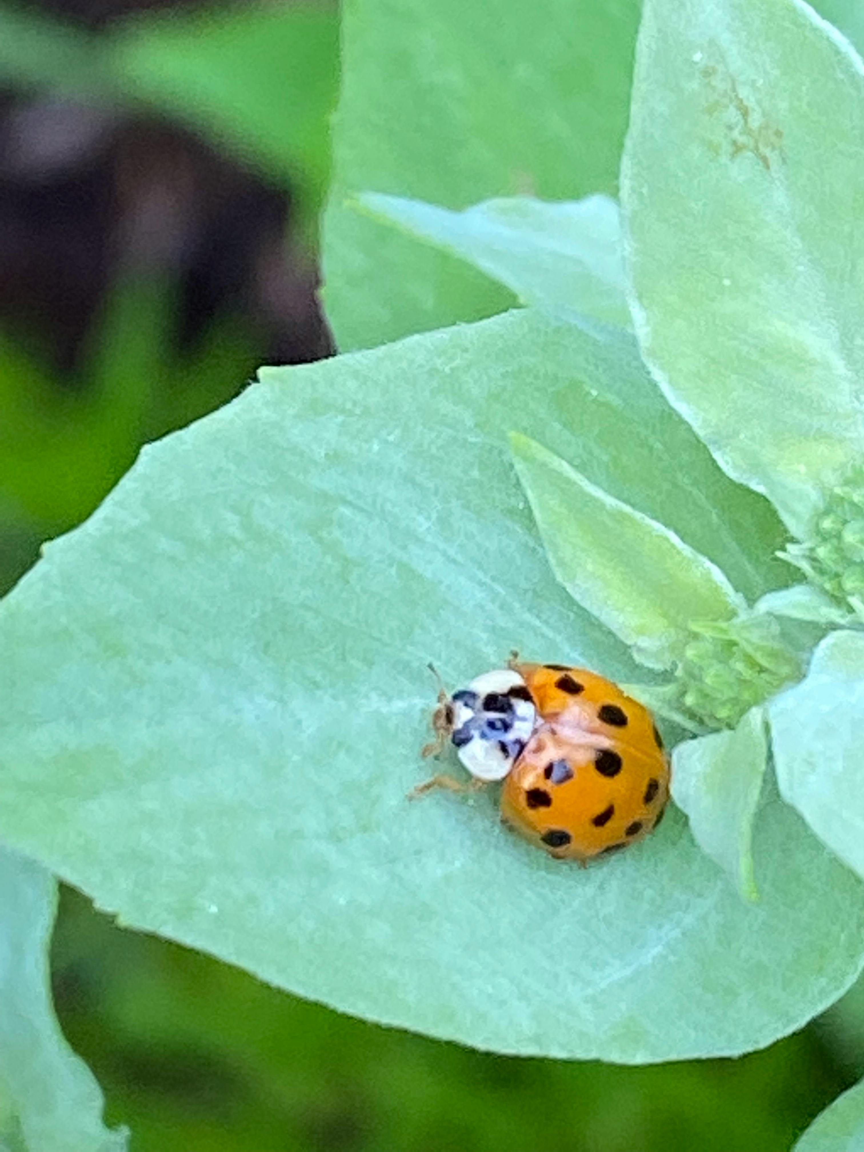 user avatar image for Ladybug