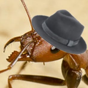 user avatar image for L'Ant