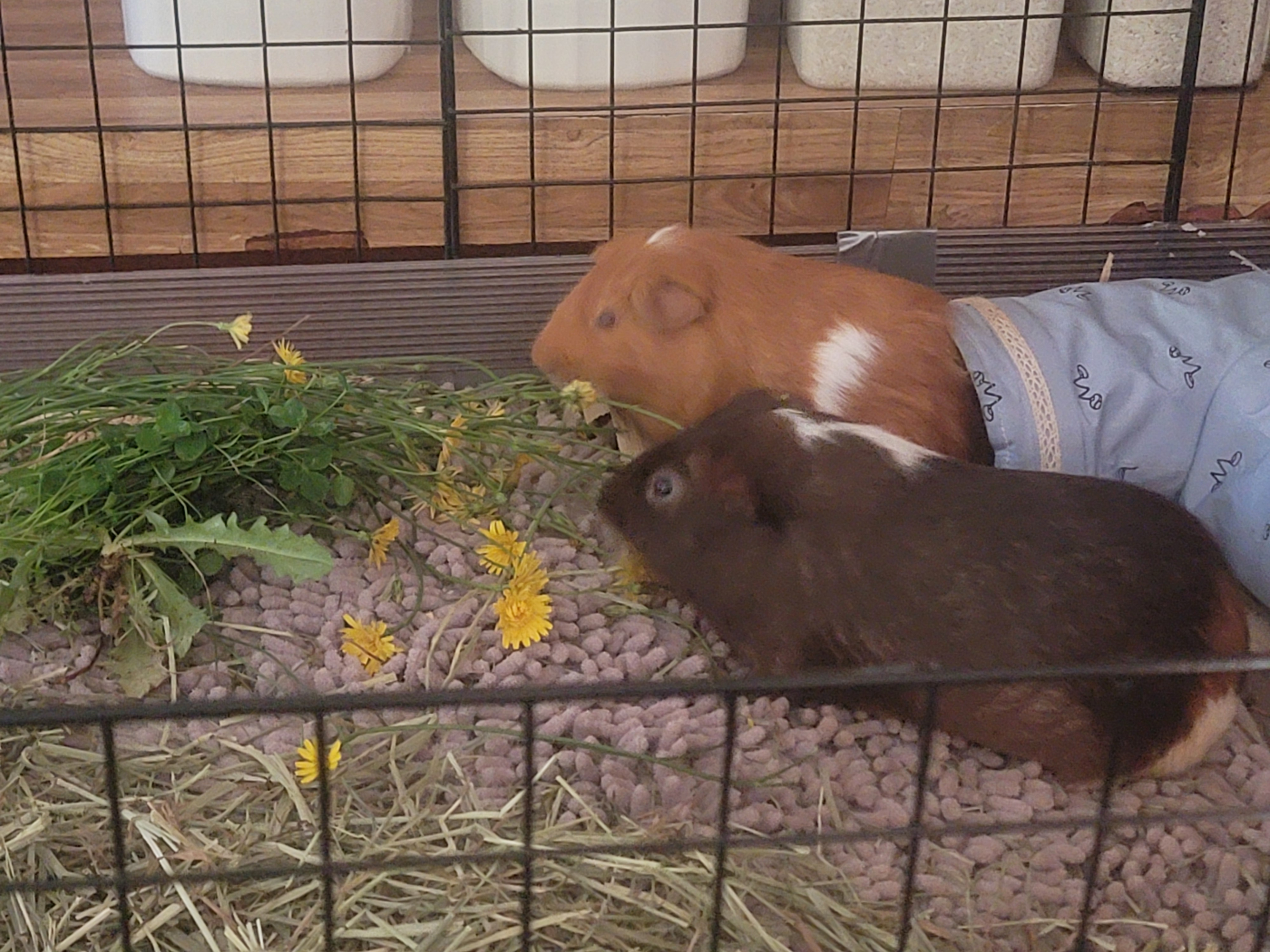 user avatar image for Laena