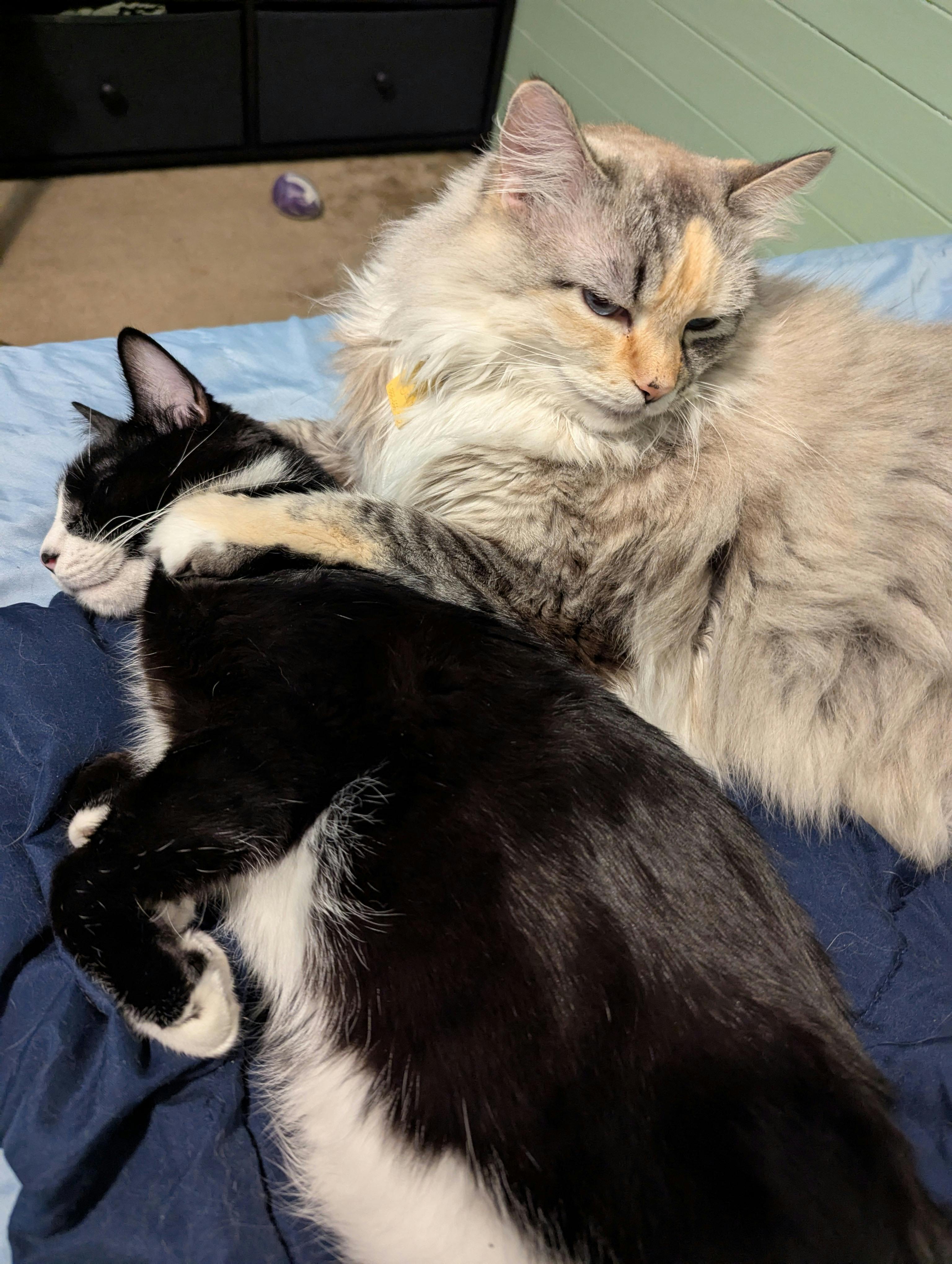 user avatar image for Athena