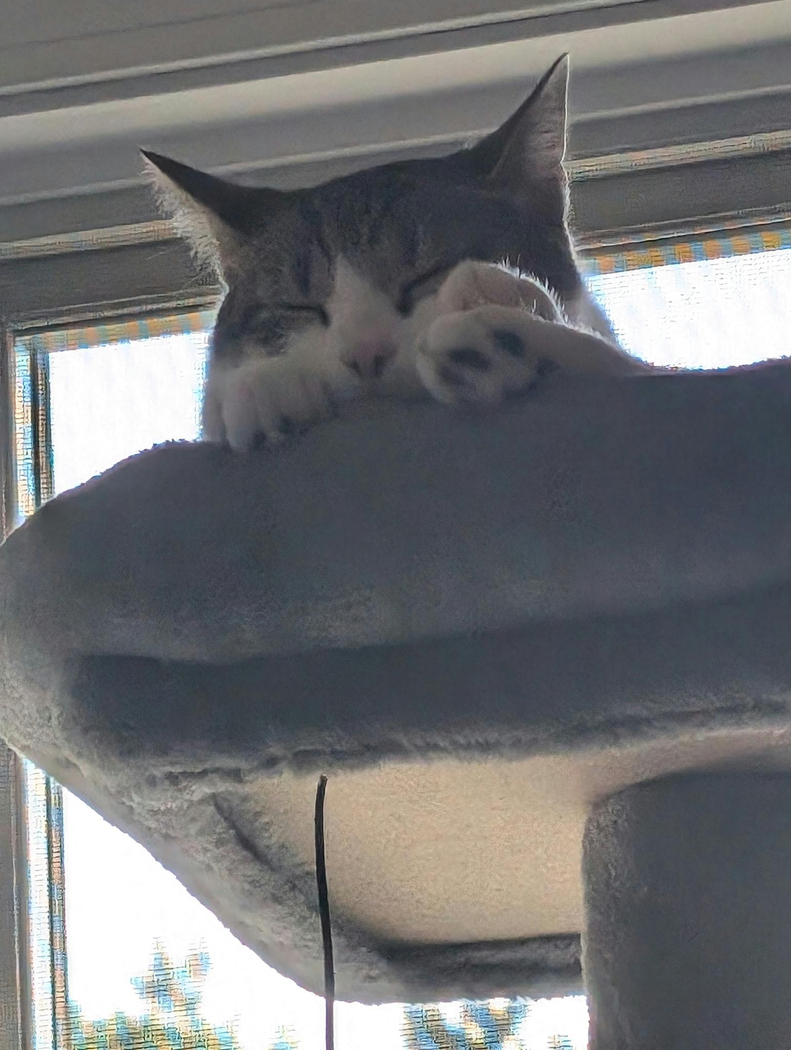 user avatar image for Lizard