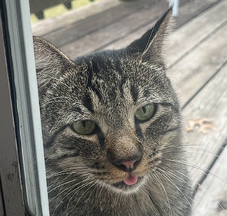 user avatar image for Dodgie