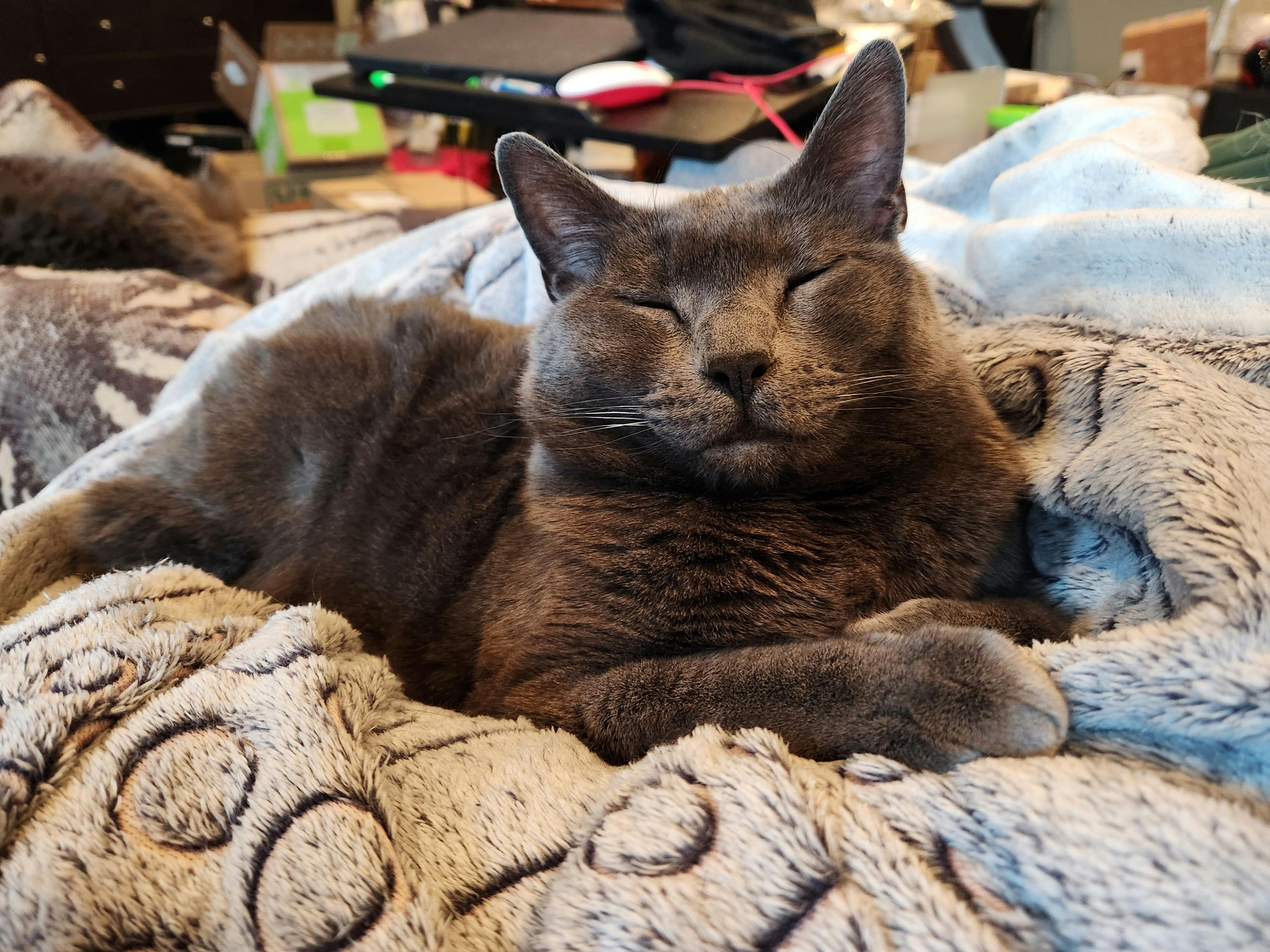 user avatar image for Cheryl Costella