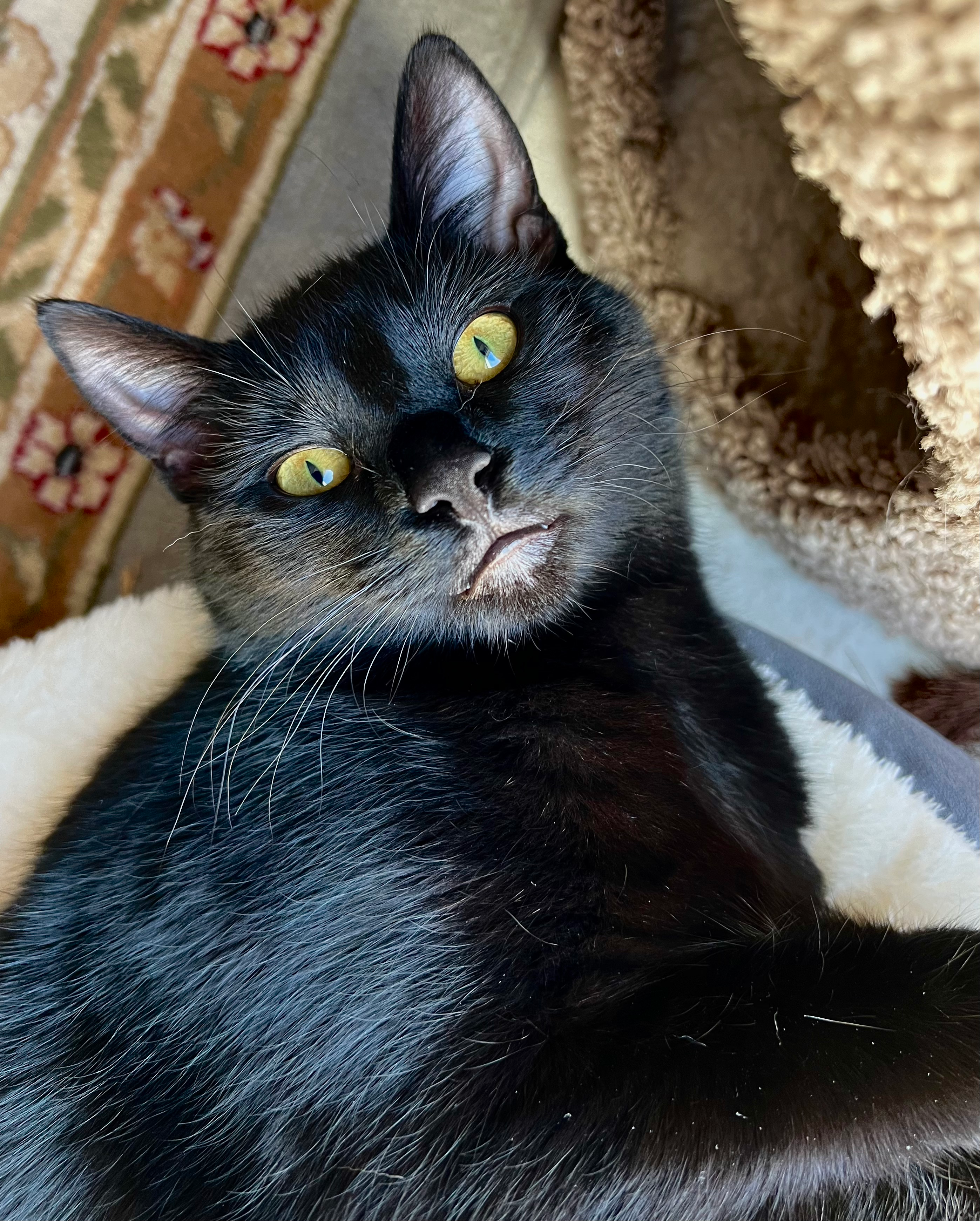 user avatar image for Metlcat