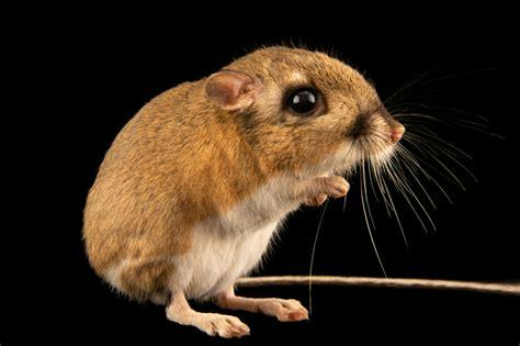 Kangaroo Rat