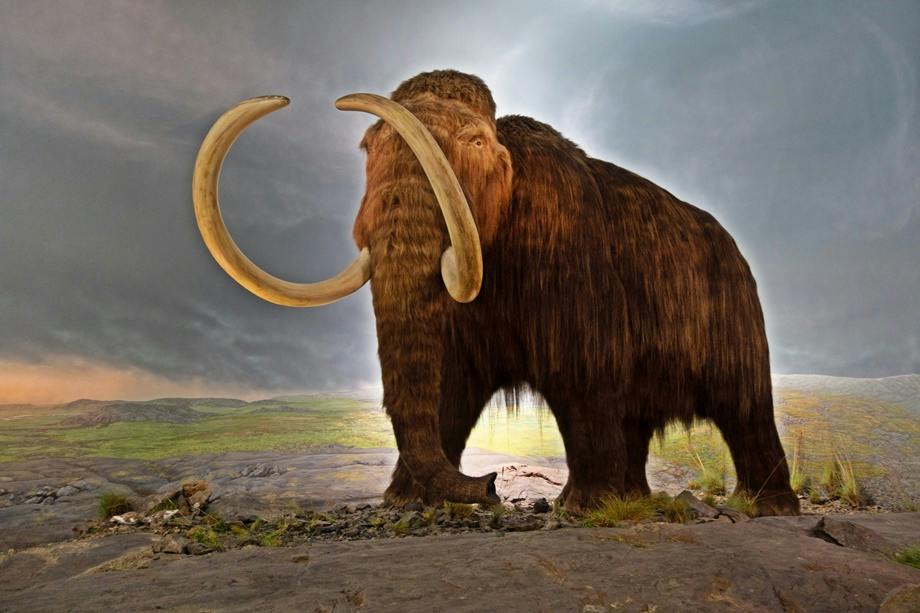 Mammoth