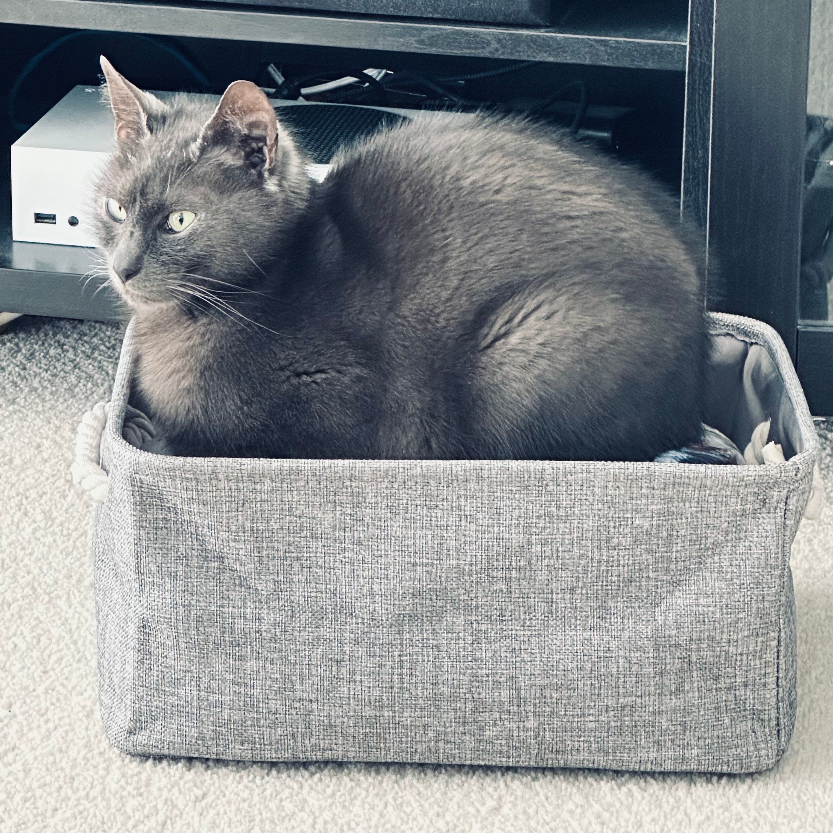 user avatar image for Kumquat