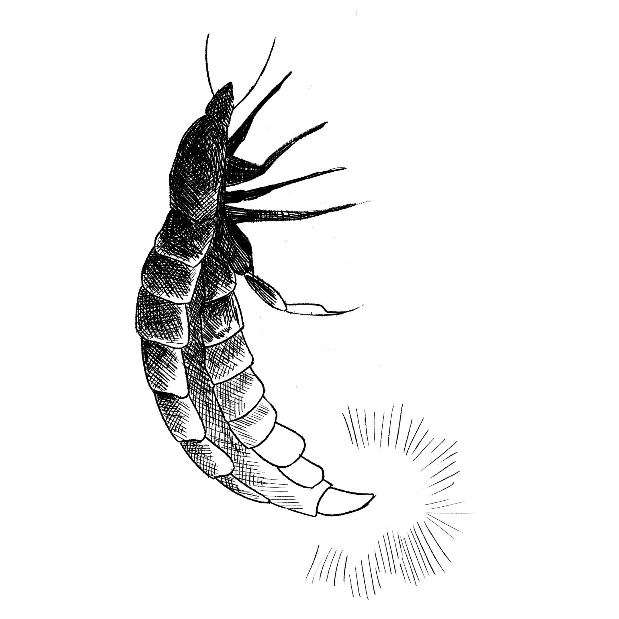  A black and white cross-hatched illustration of a glow worm, its tail shining 