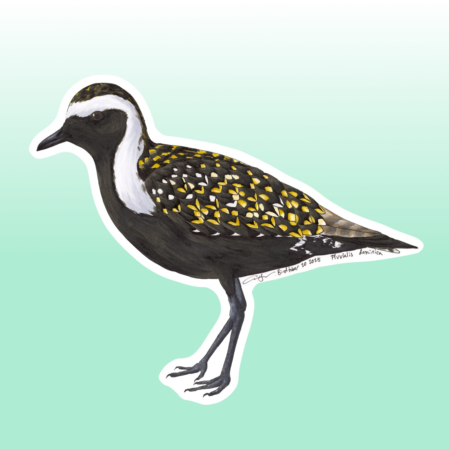 American Golden-Plover