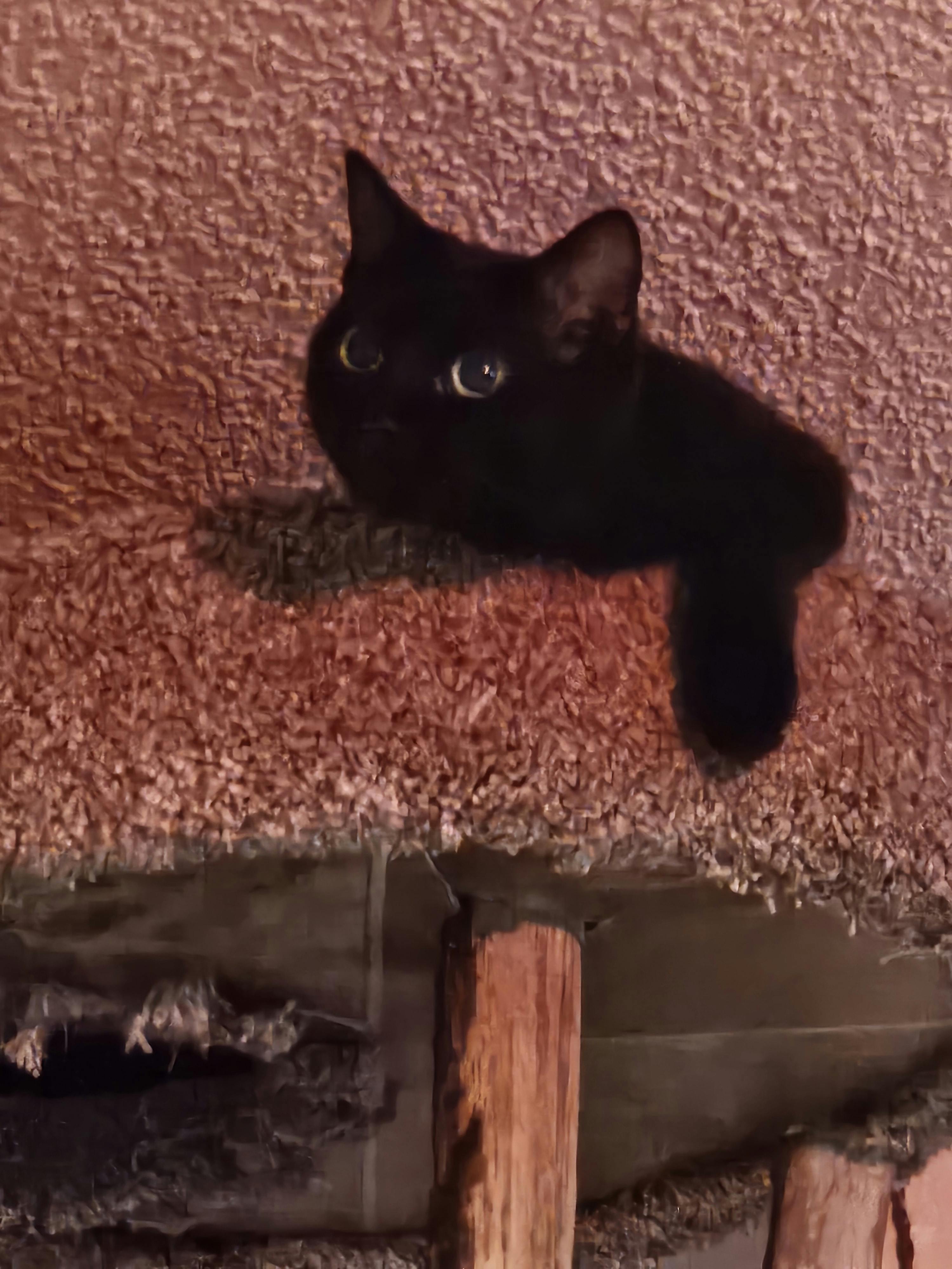 user avatar image for Squidlin