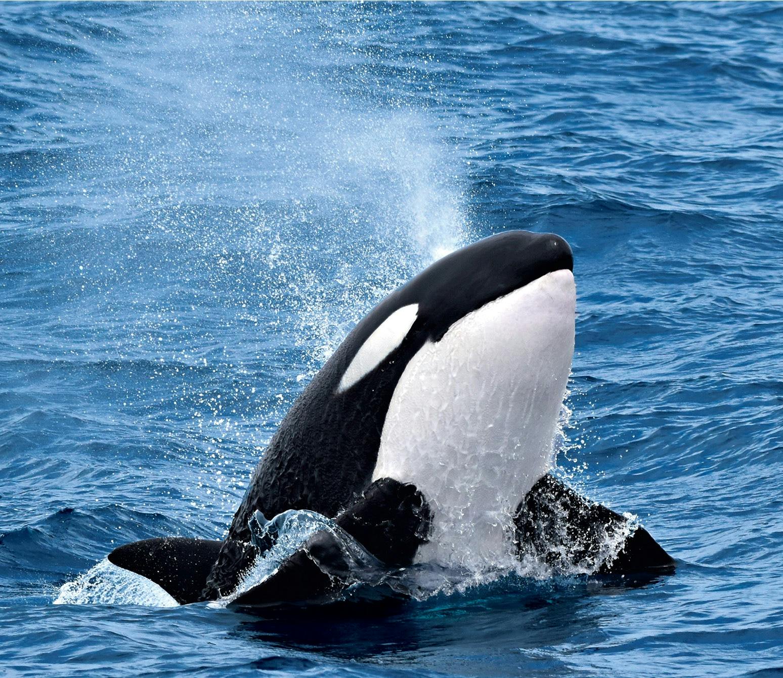 Orca