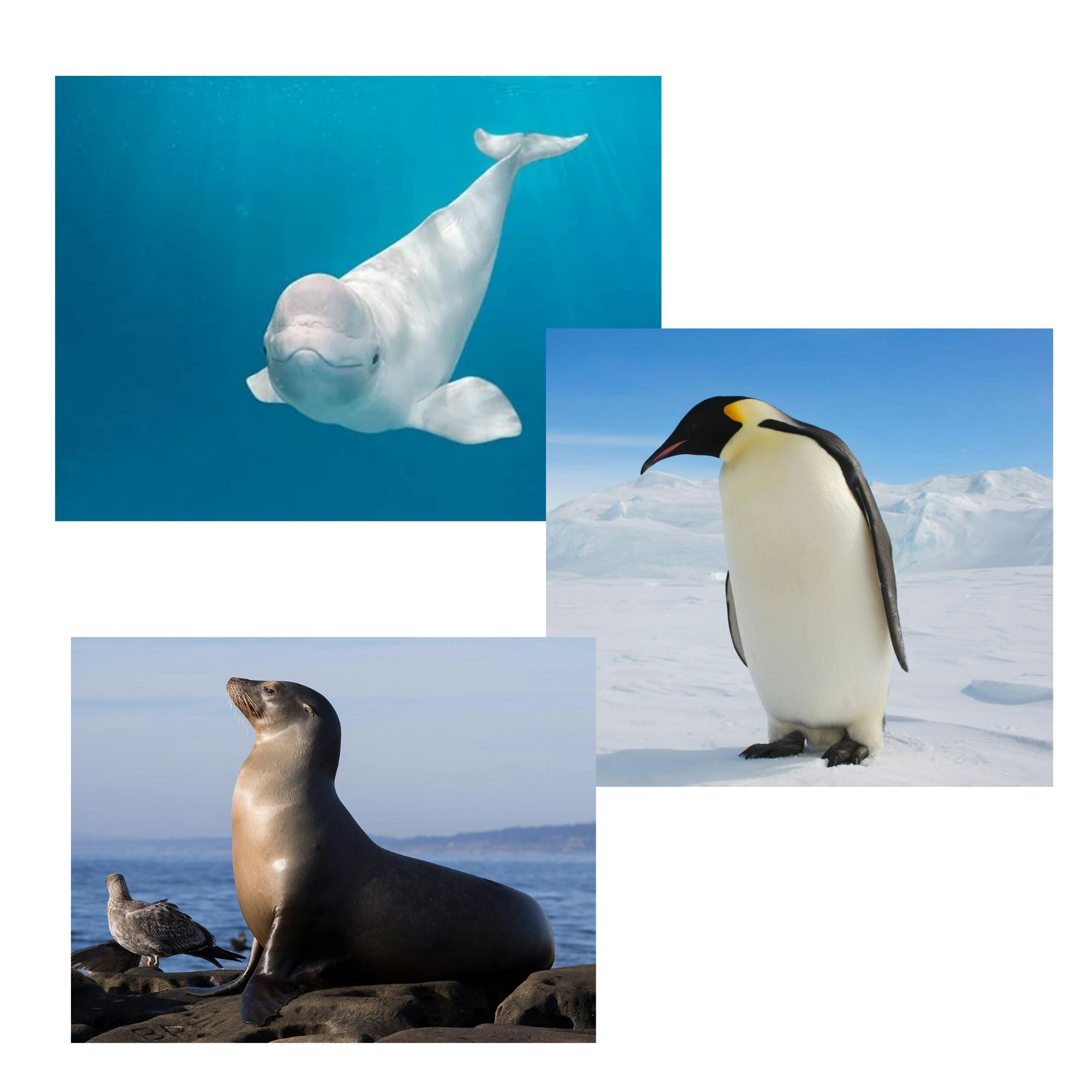 Beluga Whale + Emperor Penguin + Sea Lion