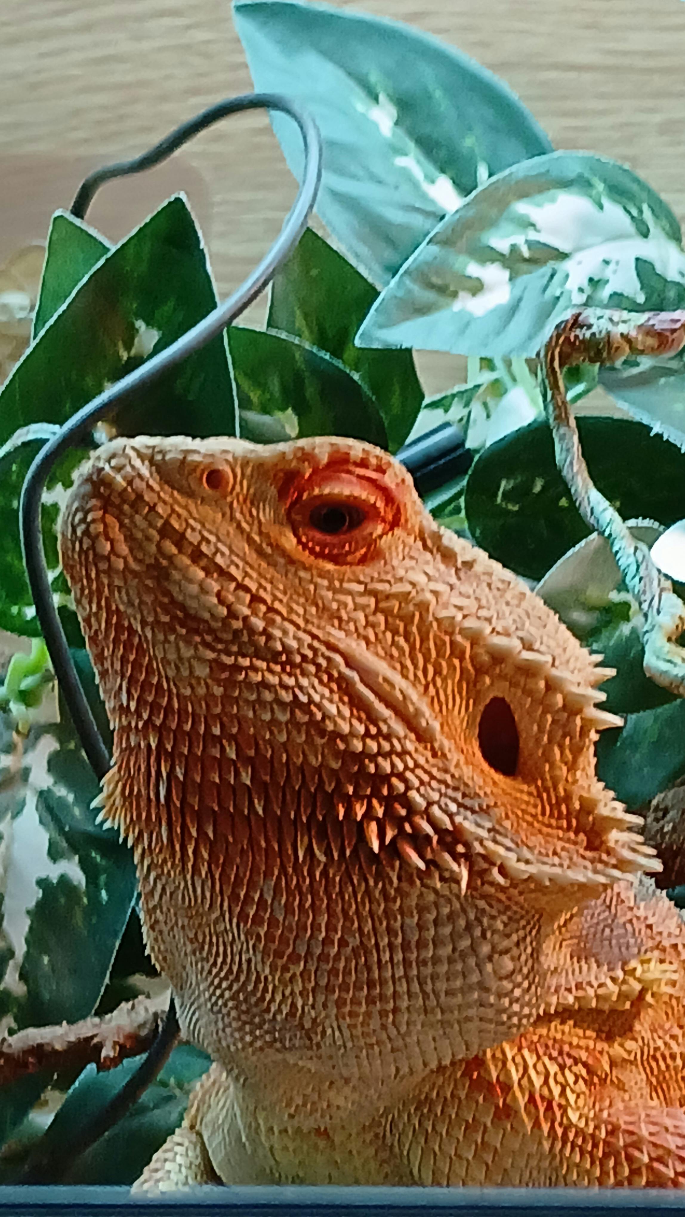 user avatar image for Pebble