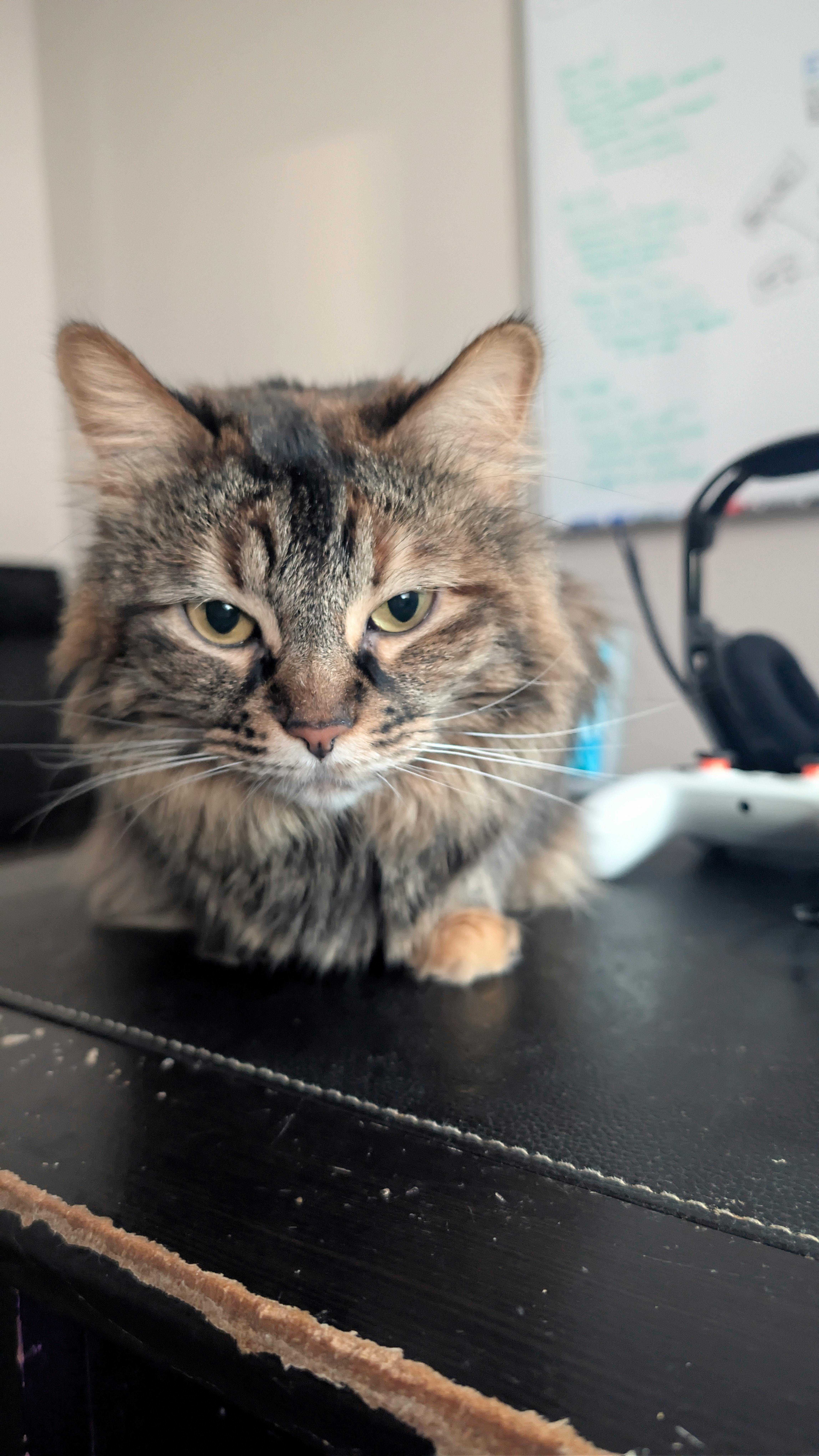 user avatar image for Andrew Miesem