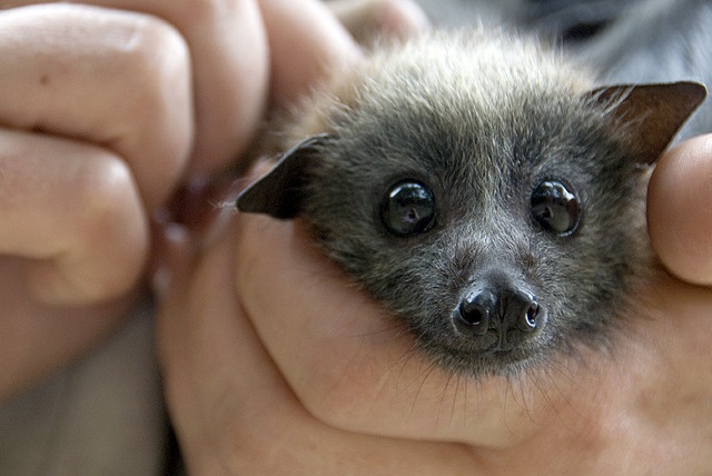 user avatar image for theghostbat