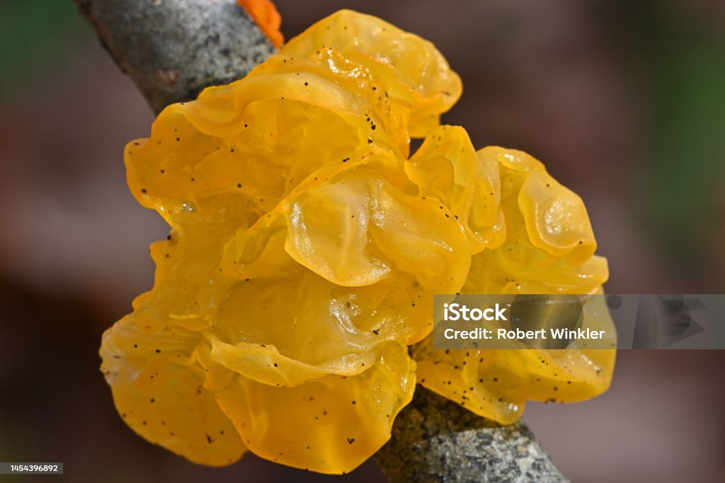 Unlock Witches’ Butter Pin