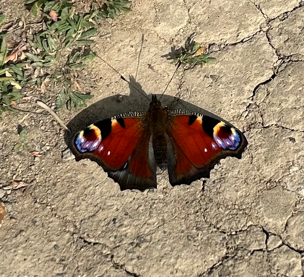 user avatar image for Kate C